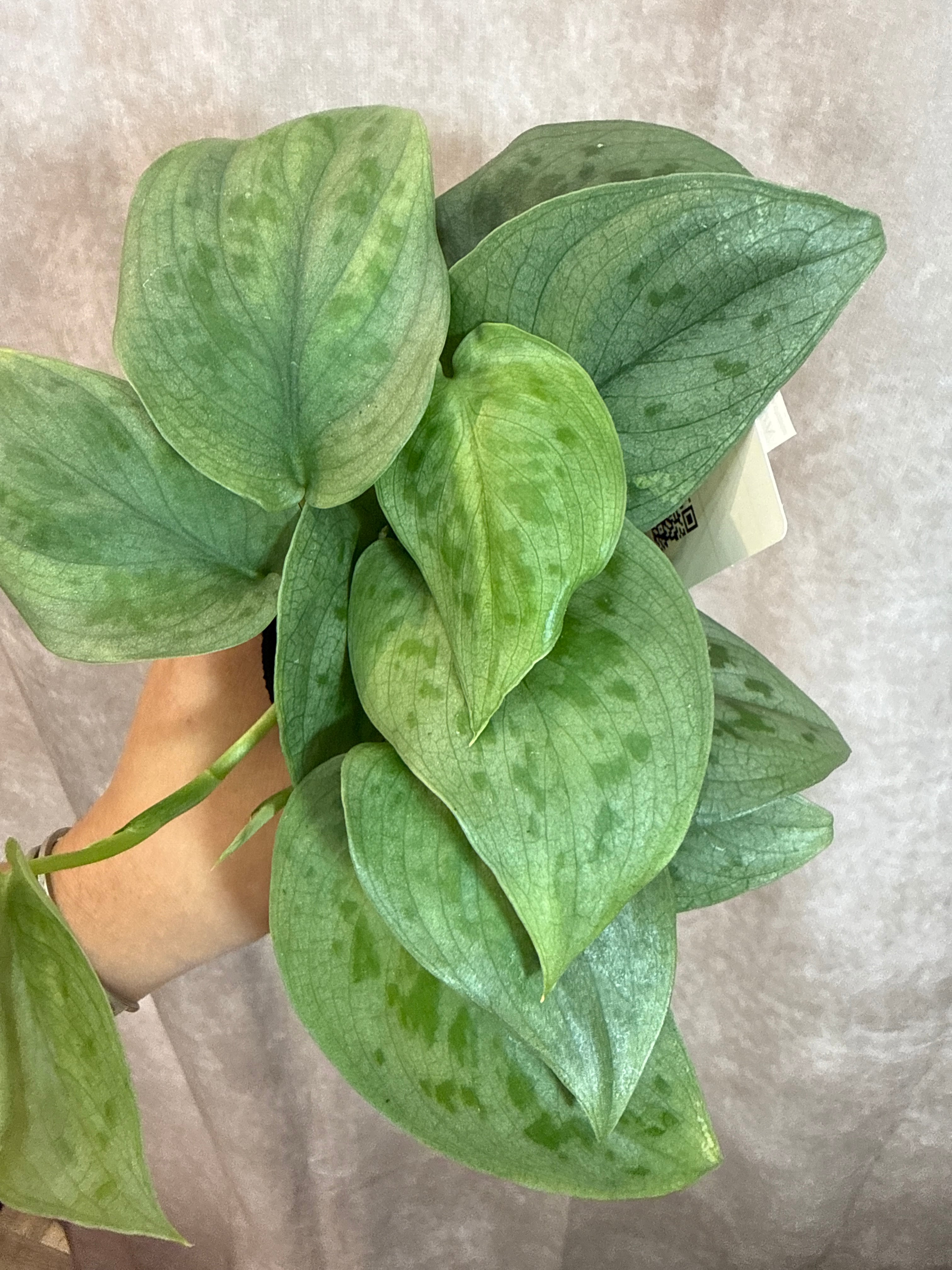 ラビシア sp.'タートルバック' | Gardenえん 【観葉熱帯植物】