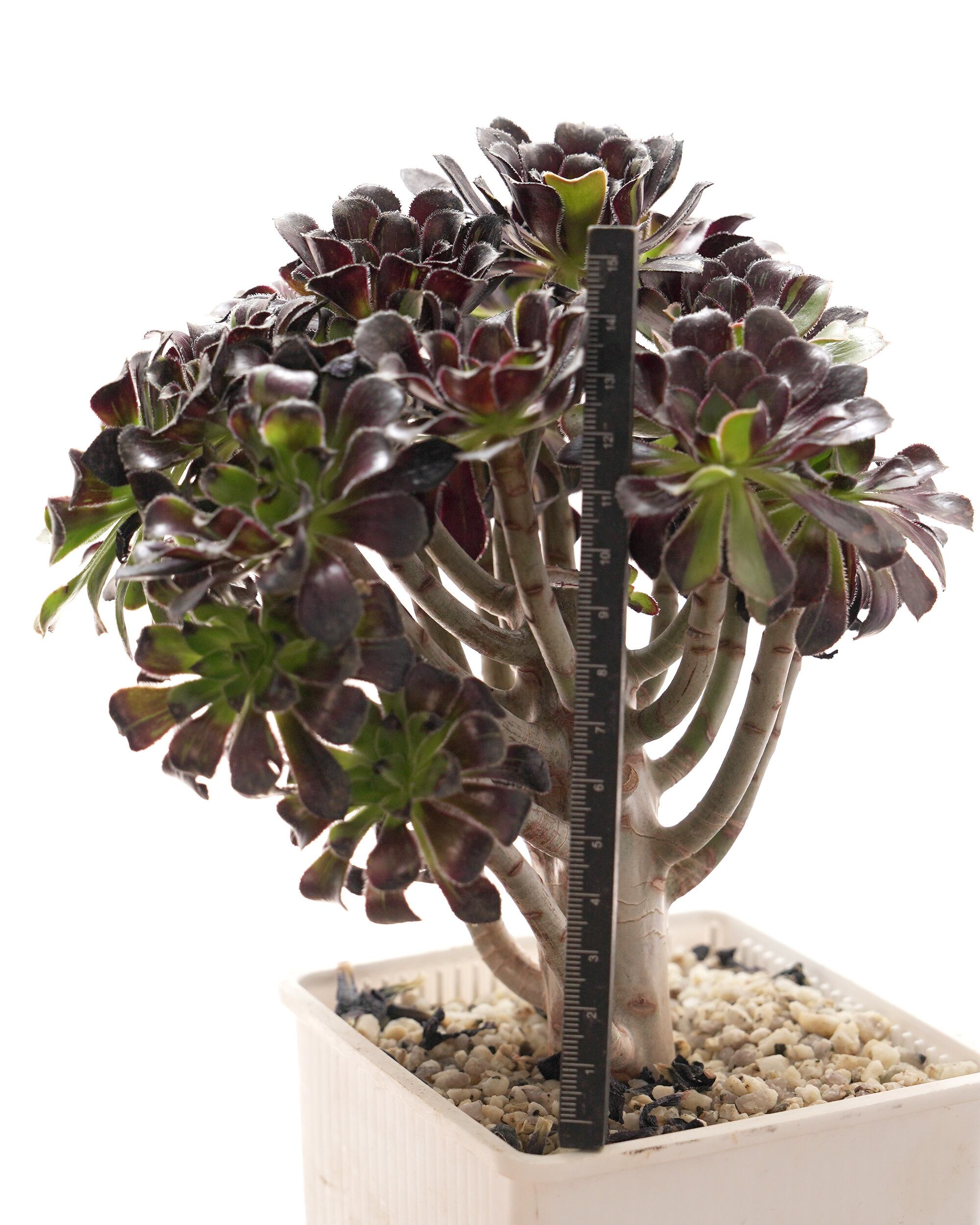 PREMIUM】 抜き苗／鉢付 アエオニウム 水墨画 超大群生 Aeonium 'Ink