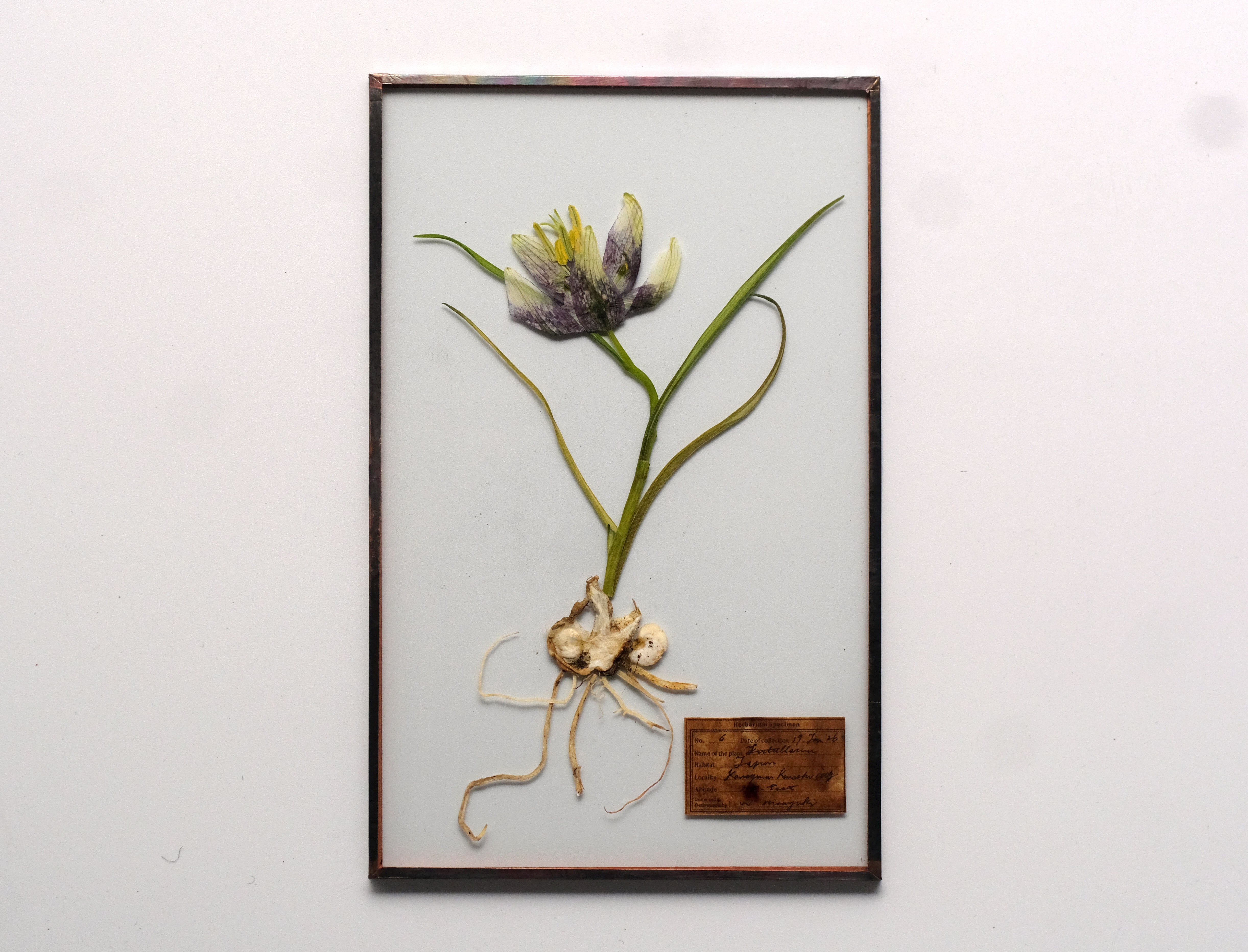 Glass Speciment /ガラス標本 | はいいろオオカミ＋花屋西別府商店