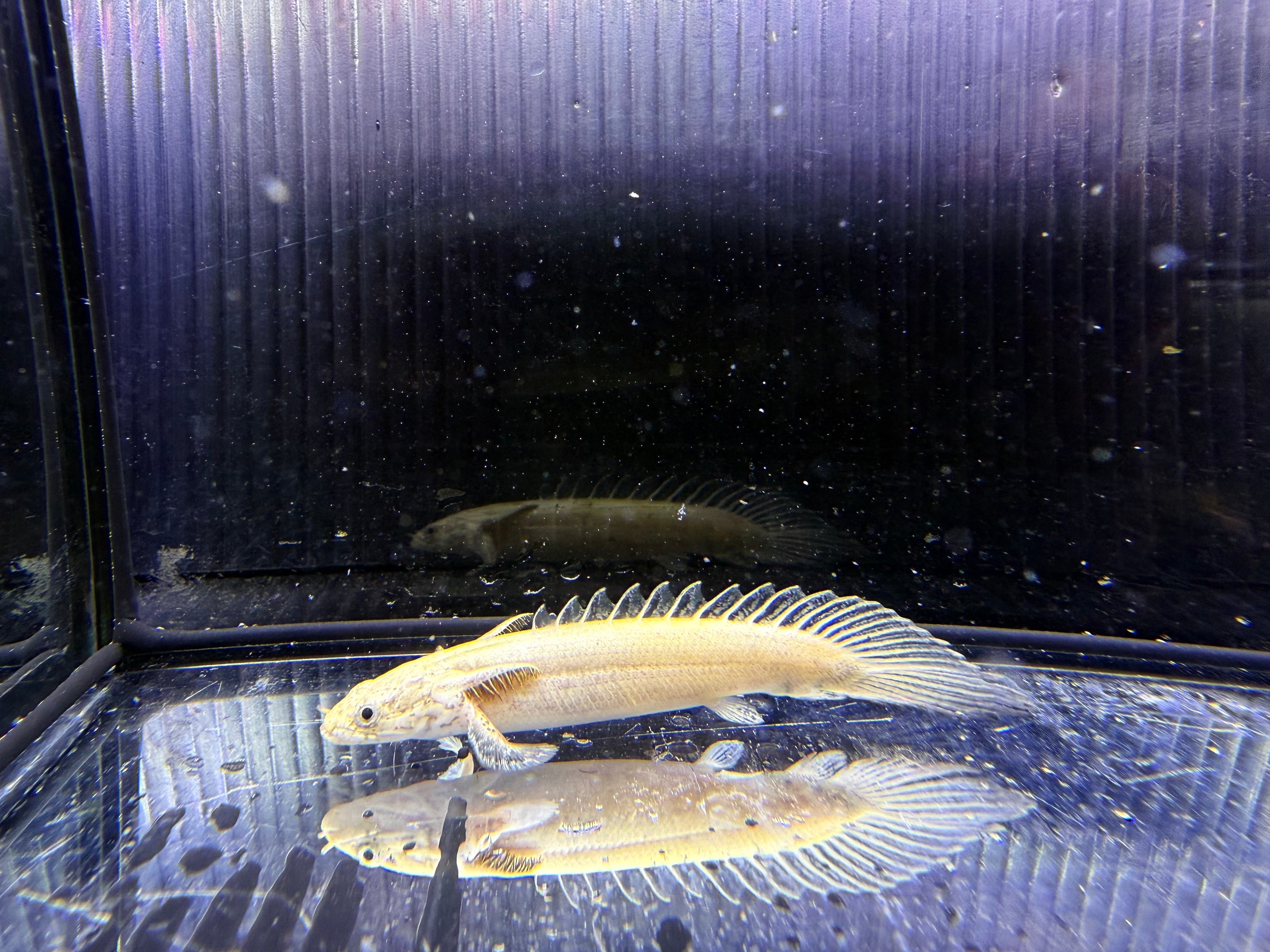 プラチナ個体 | アクアショップ ビリーケン オンラインストア