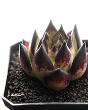 【11月2日イベント凱旋ガチャ】 8種+α セット