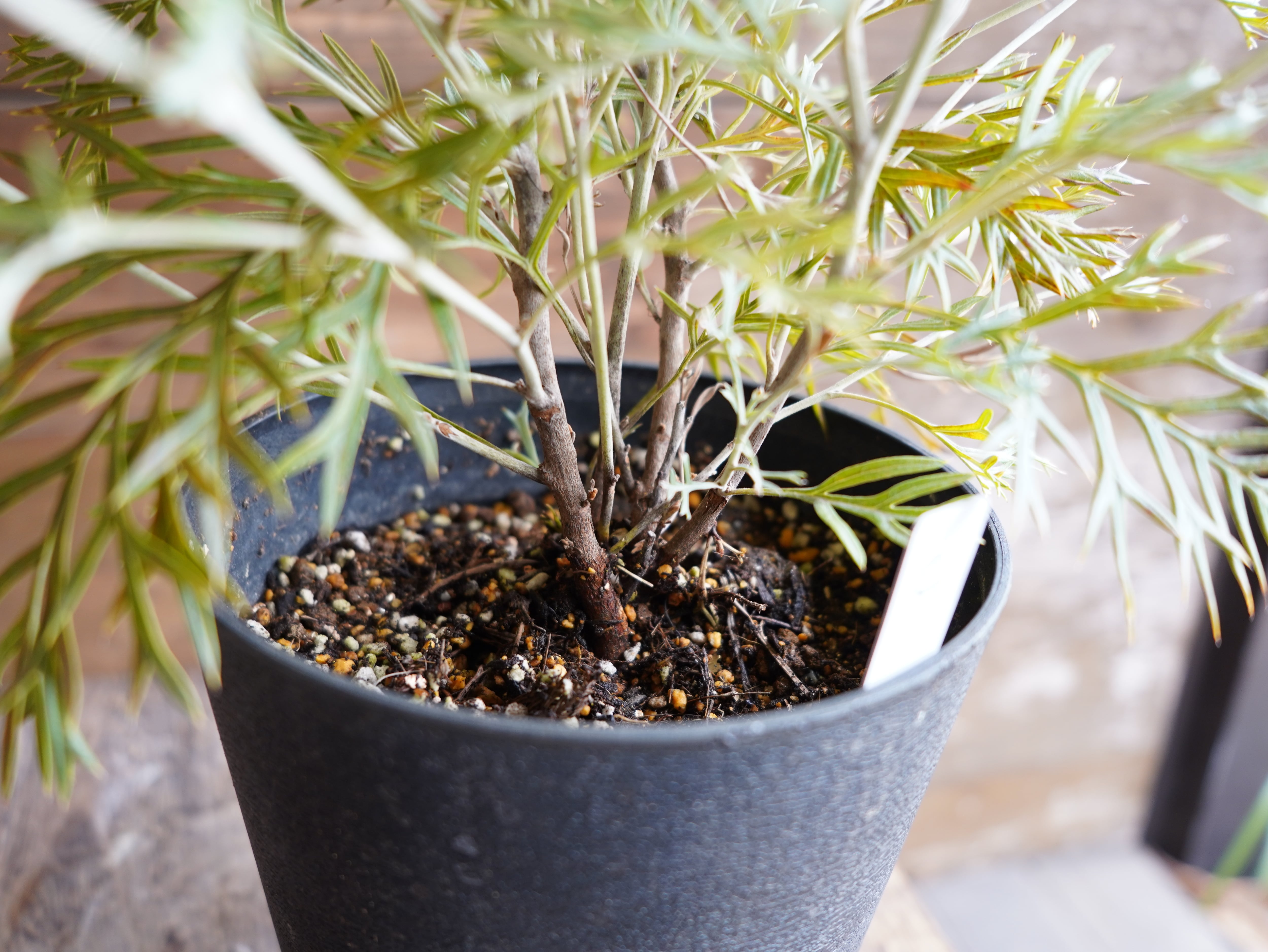 【現物】グレビレア ”クリームパッション” C