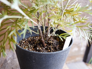 【現物】グレビレア ”クリームパッション” C