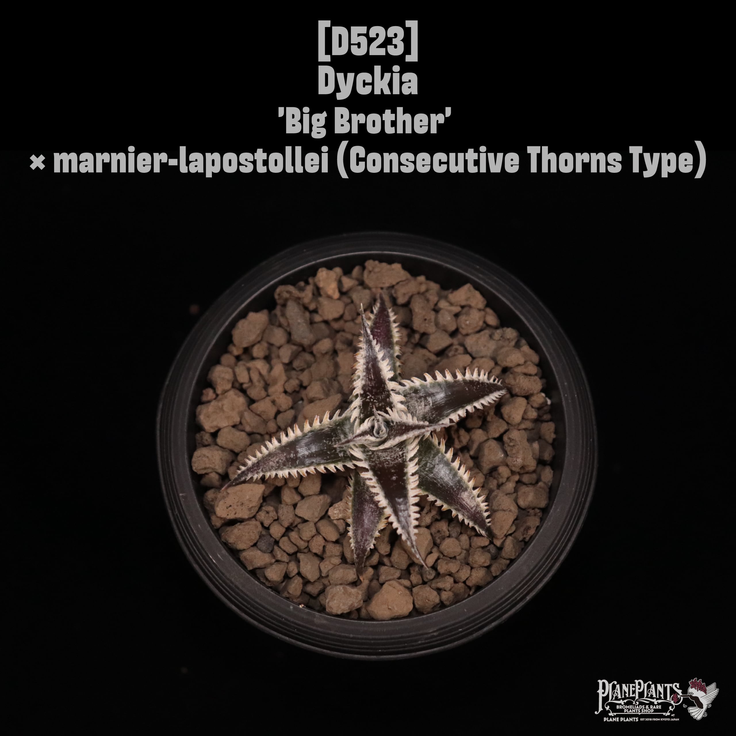 Dyckia | plane plants