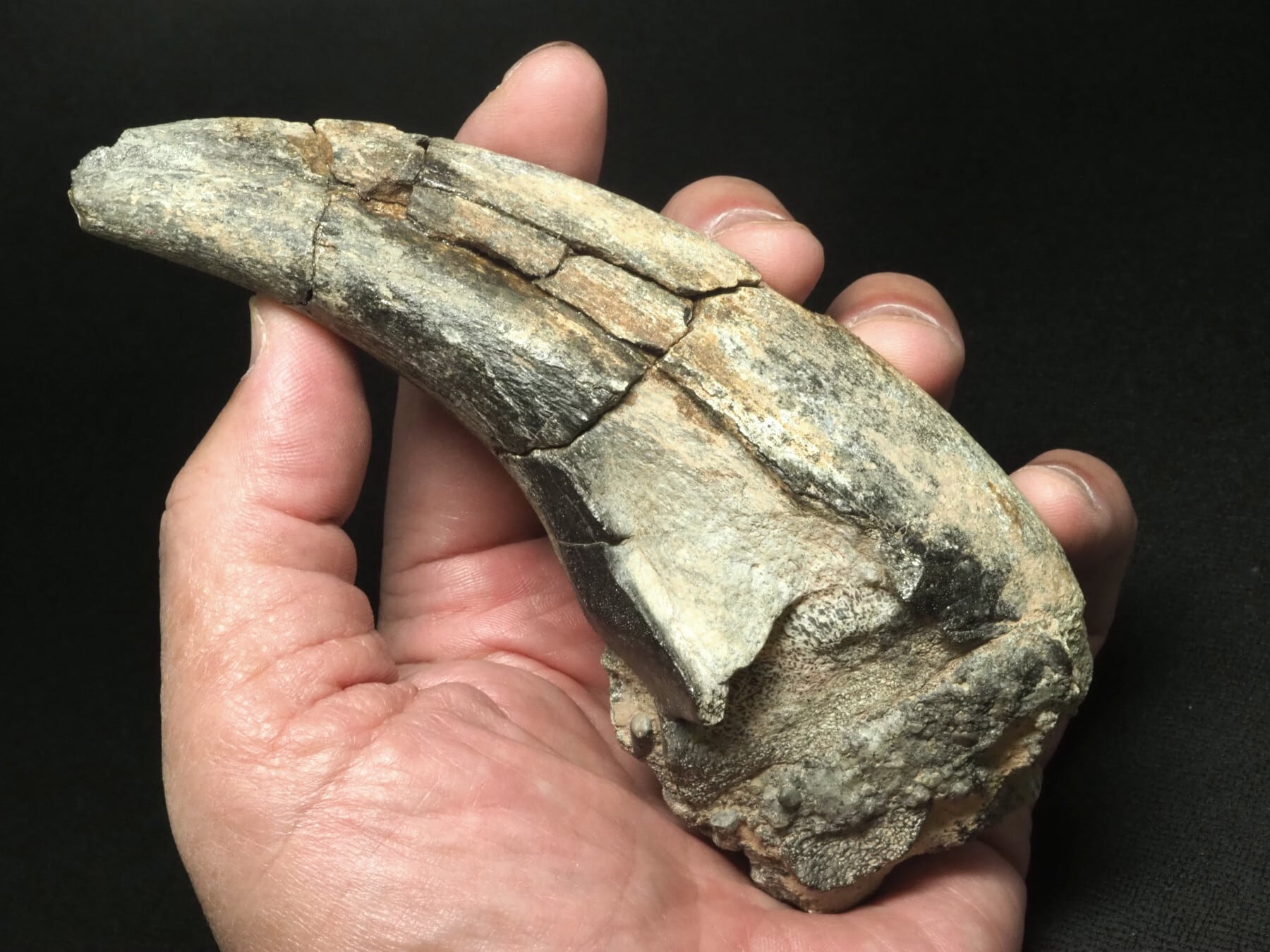 博物館級！アフロベナトルの爪【Afrovenator abakensis】【312 g