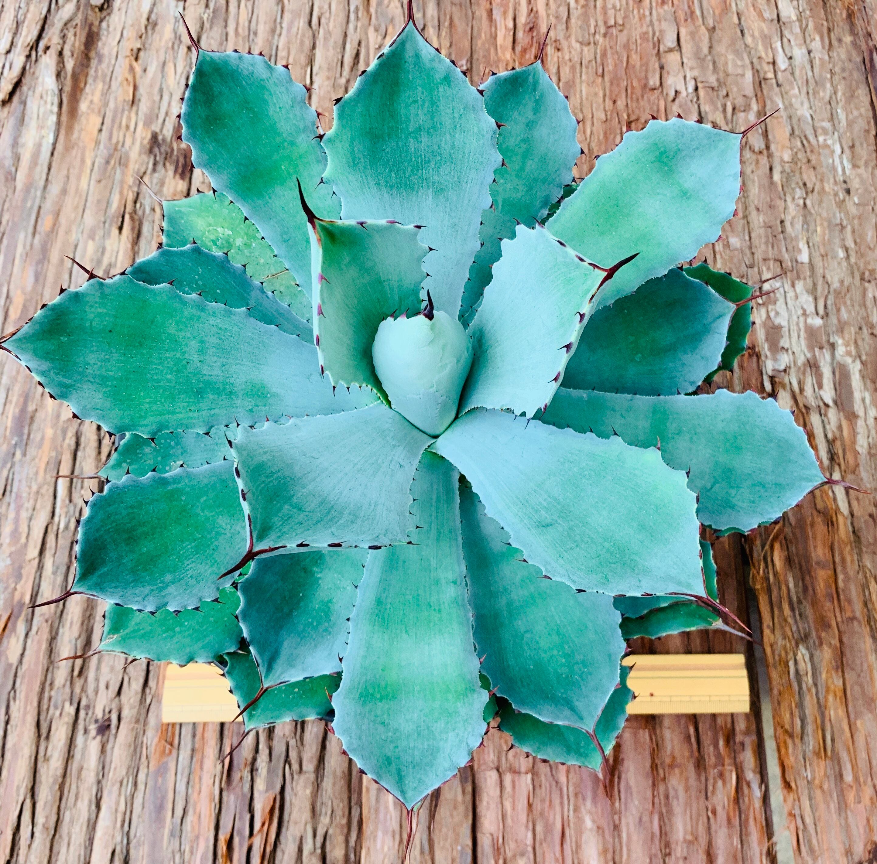 多肉植物 アガベ 吉祥冠（Agave）24 | 京都 おむろ YUUKIESGARDEN