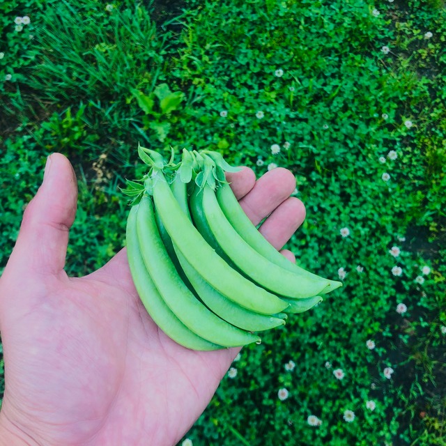 濃密極上スナップエンドウ 【1kg】/栽培期間中農薬・化学肥料不使用