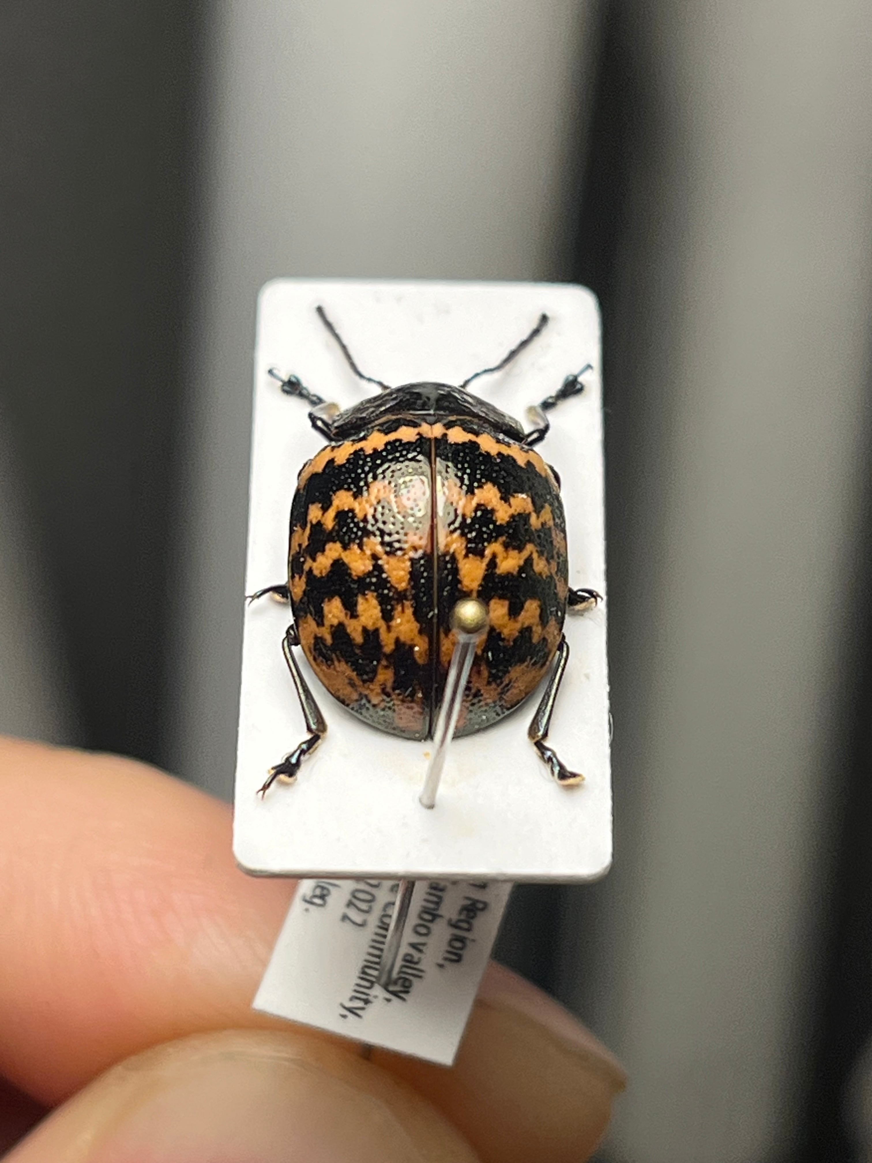 【22mm】フェラーリコメツキムシ に酷似 アングラトゥスミカドコメツキムシ標本 22mm】フェラーリコメツキムシ に酷似 アングラトゥスミカド