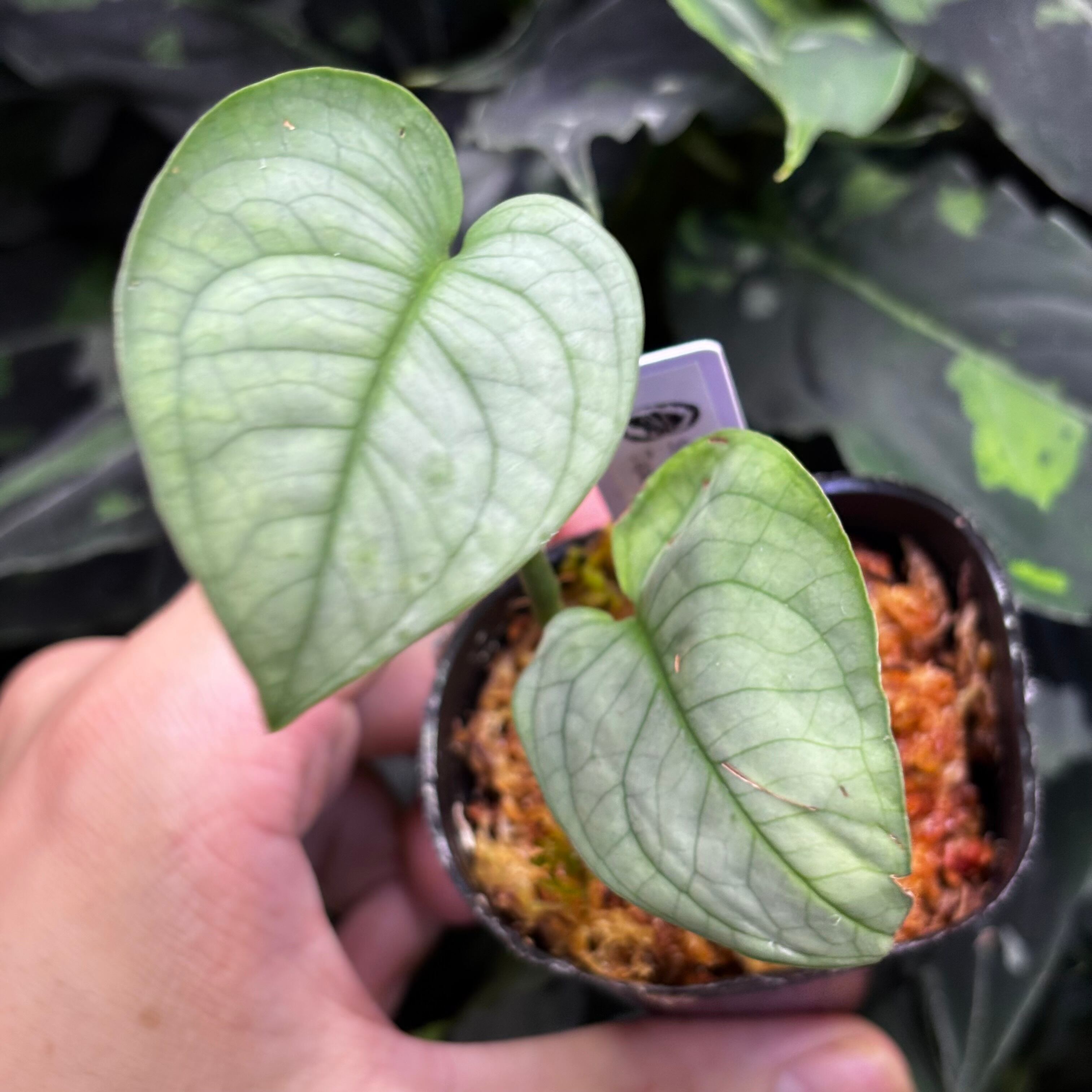 Scindapsus スキンダプサス | 熱帯雨林植物専門店 トイ吉園芸