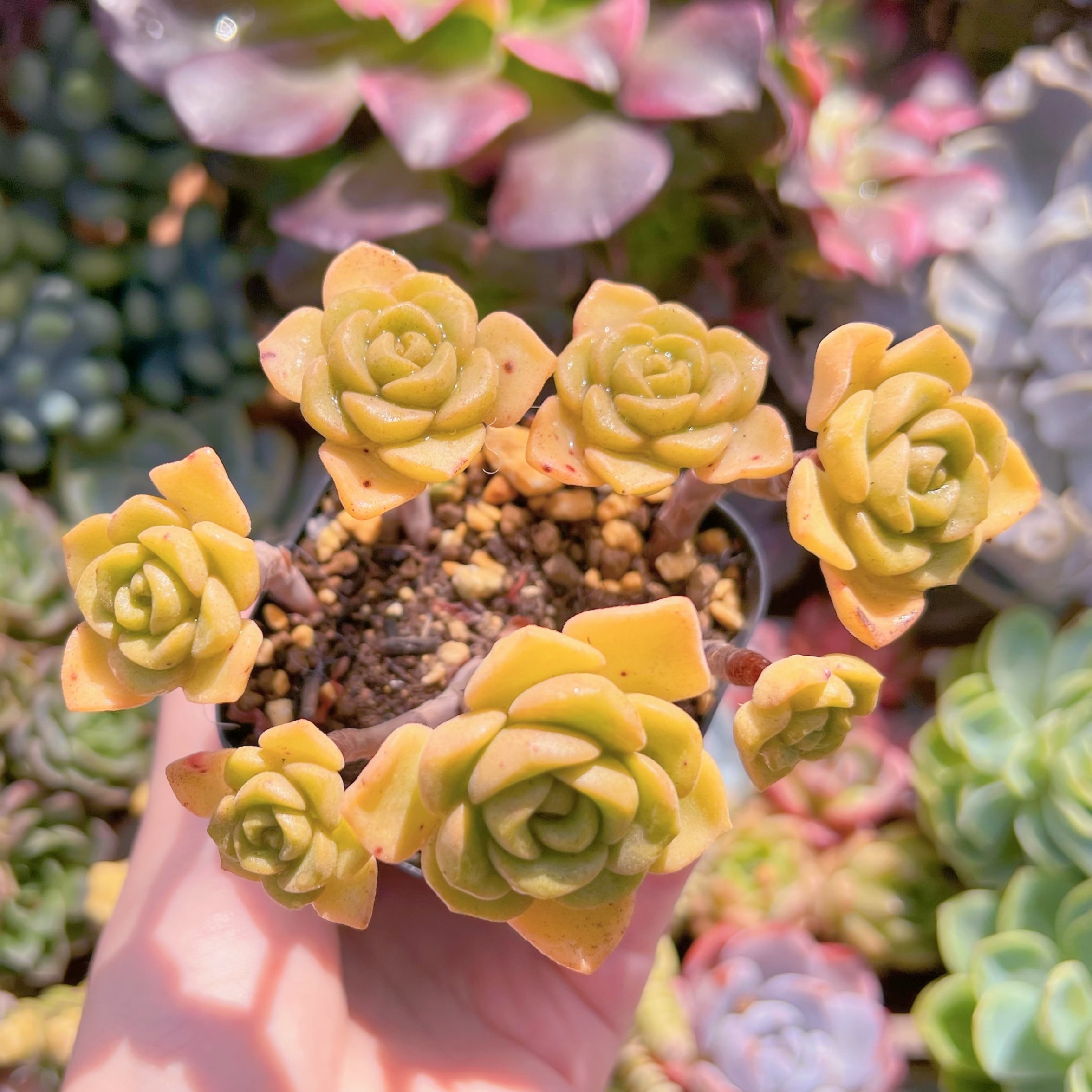 現品　リリーパット#E09　古株　るる農園