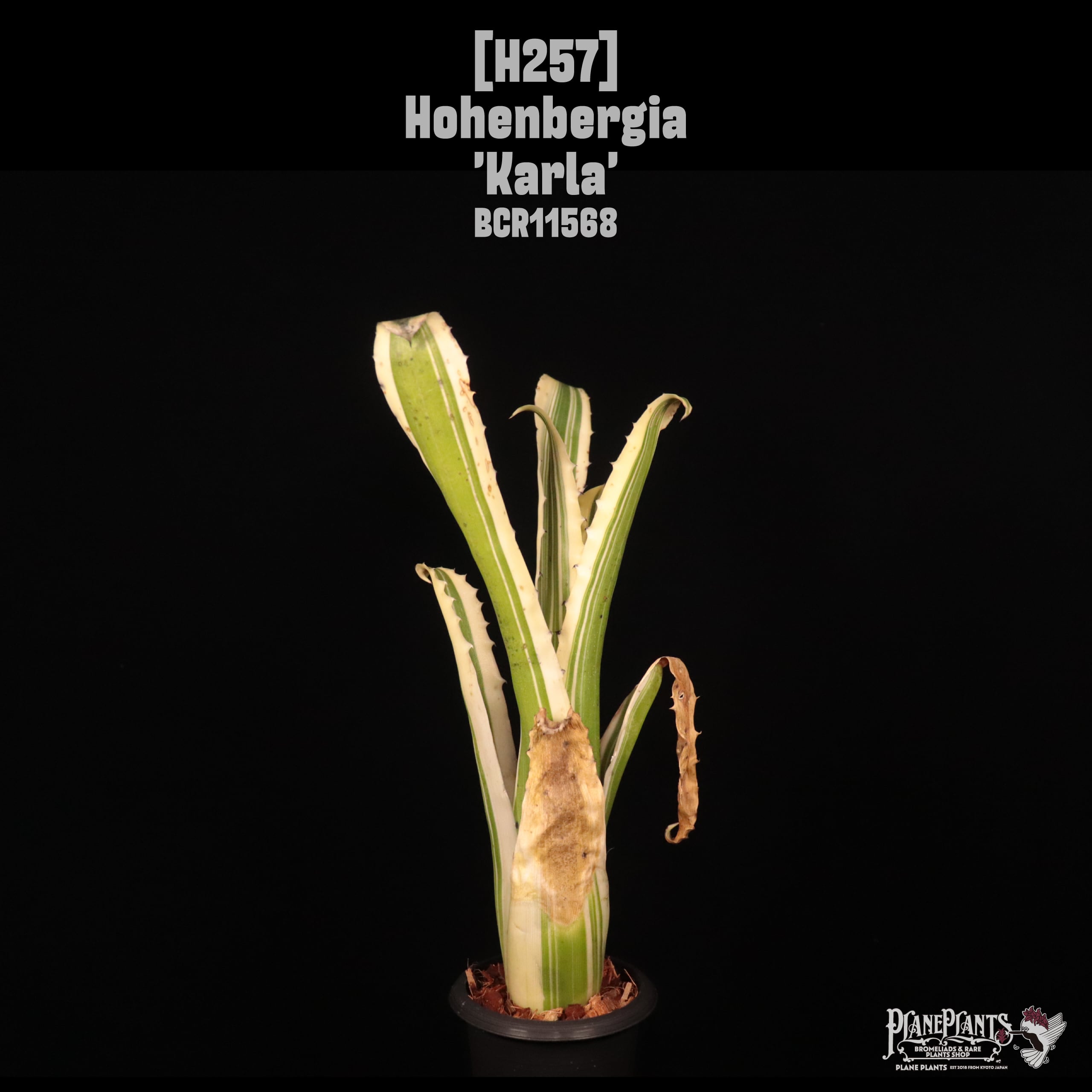 Hohenbergia 'Karla'〔ホヘンベルギア〕H257