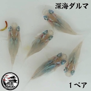 〖1ペア〗深海ダルマ　メダカ 成魚｜改良メダカ 人気品種 メダカ販売