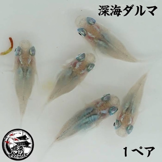〖1ペア〗深海ダルマ　メダカ 成魚｜改良メダカ 人気品種 メダカ販売