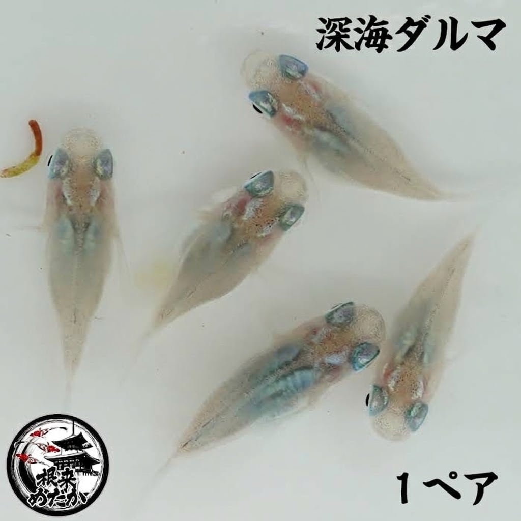 〖1ペア〗深海ダルマ　メダカ 成魚｜改良メダカ 人気品種 メダカ販売