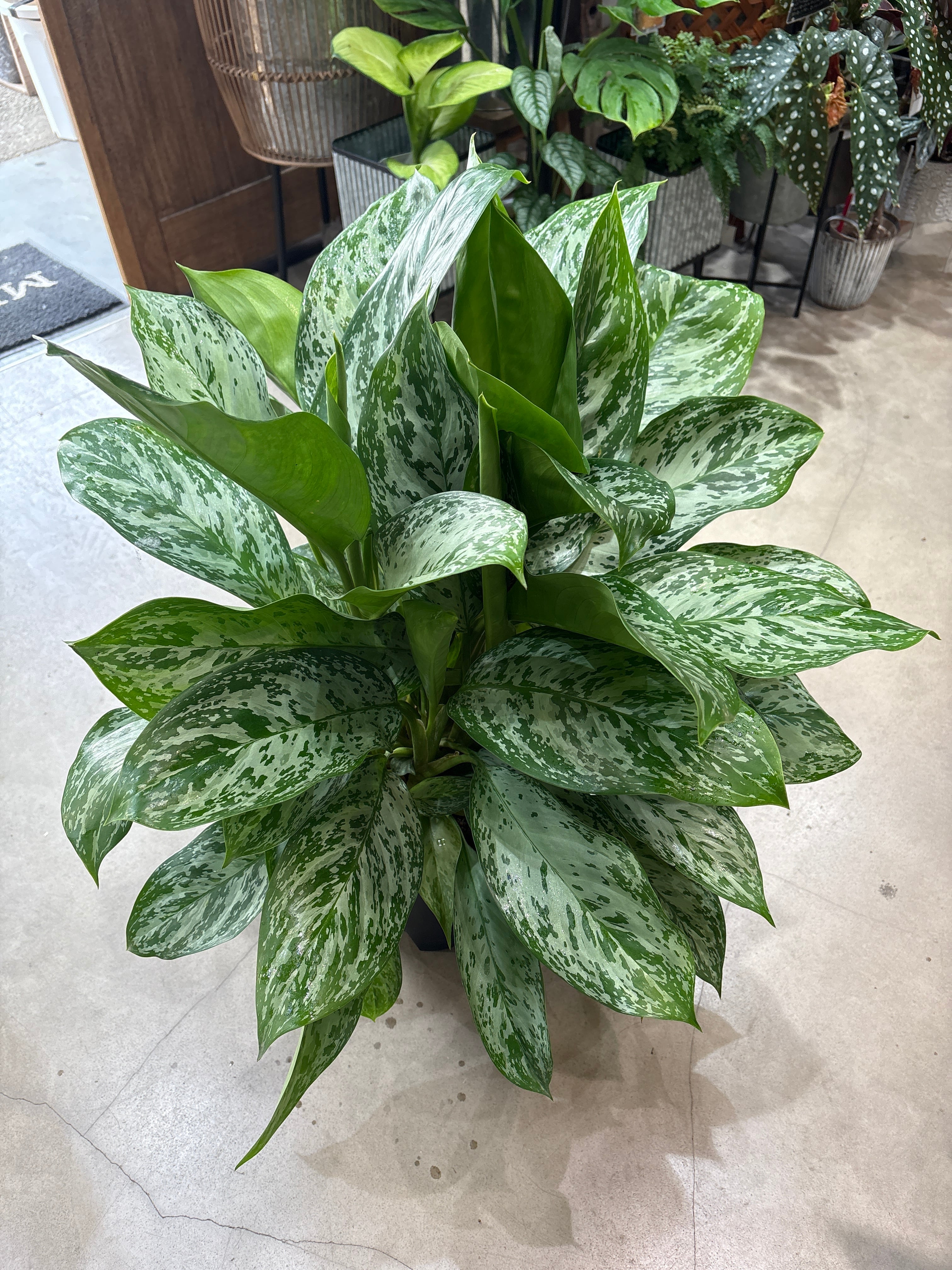 モンステラ スケルトン 6号鉢 | MIDORIYA 観葉植物専門店
