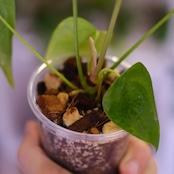 Anthurium Queen of Heart / アンスリウム クイーン オブ ハート⑳ / 観葉植物<育て方・花言葉>