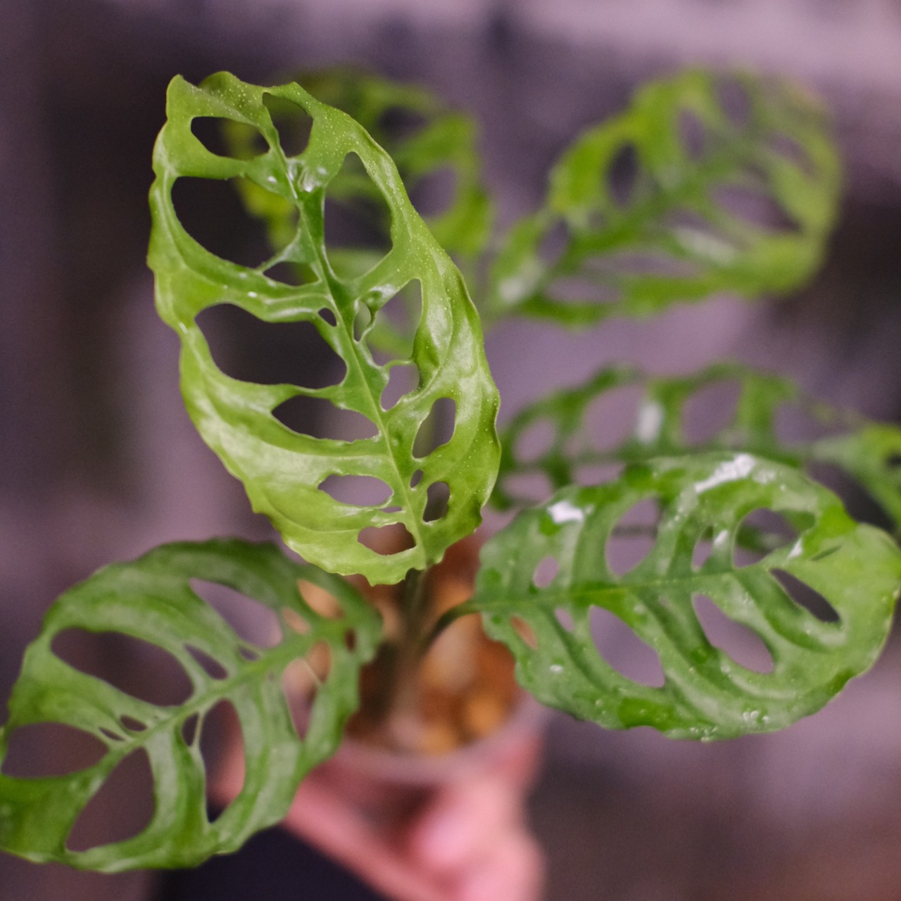 【実生】モンステラ オブリクア ペルー / Monstera Obliqua Peru⑤ / 観葉植物