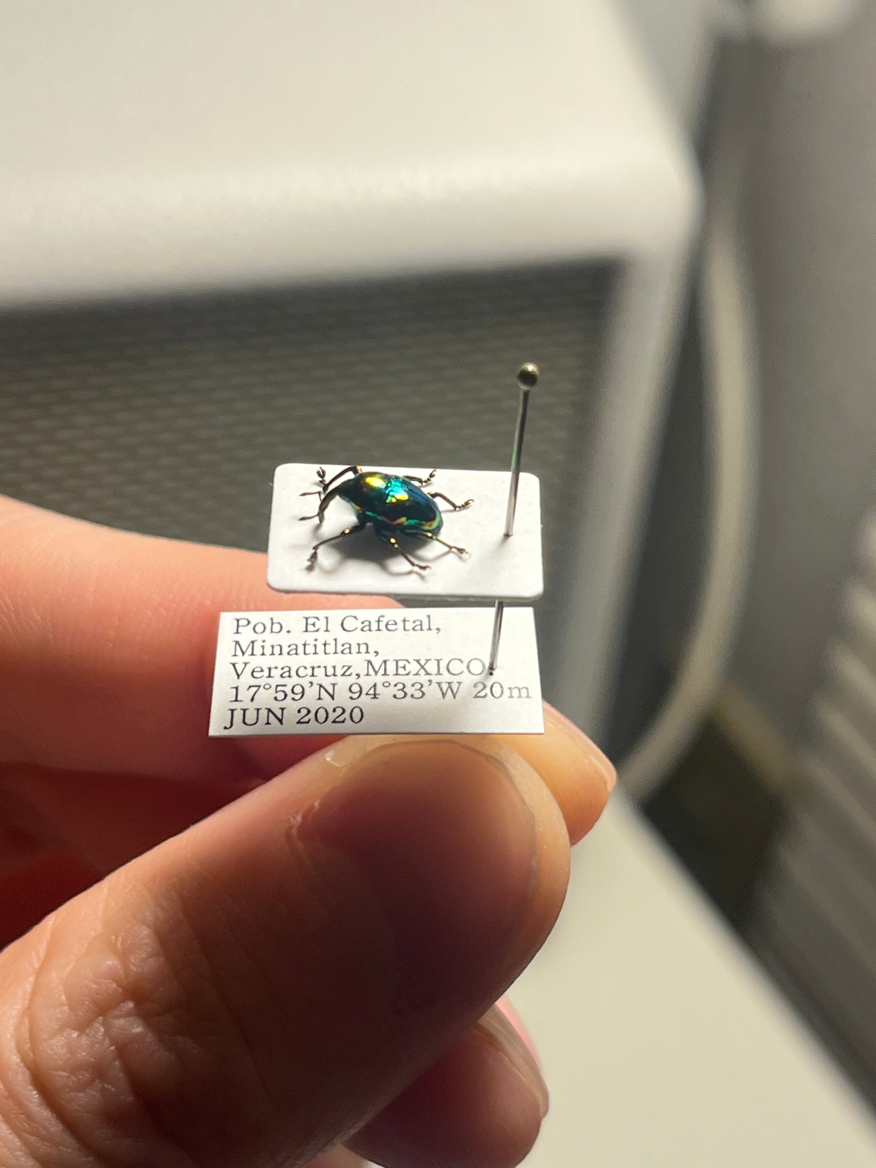 属内最高峰】ホウセキヒメカタゾウムシ コブハムシ タマムシ 超美麗種