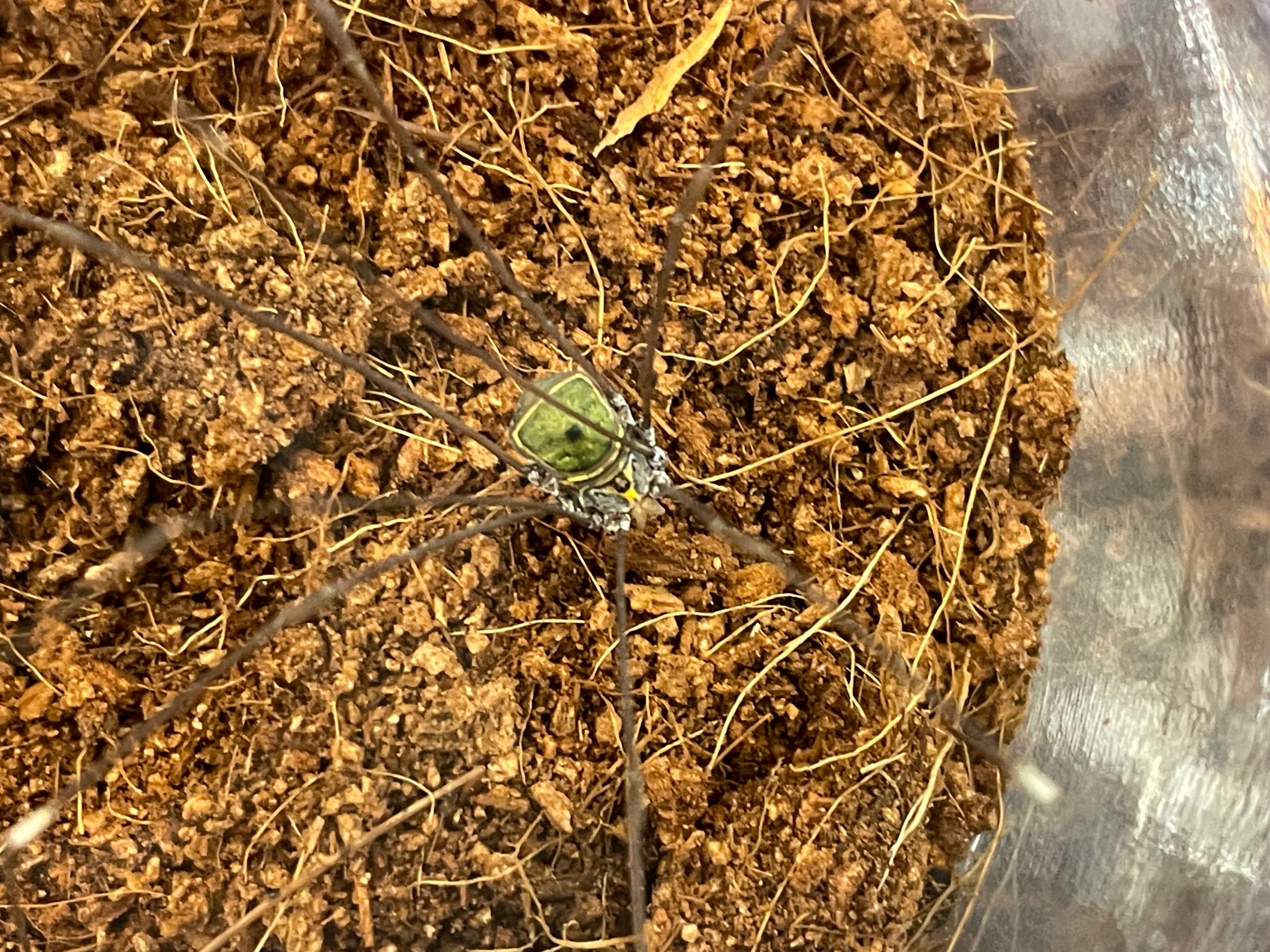 サキシマスベザトウムシ | 奇蟲・昆虫・甲殻類販売 crab dear