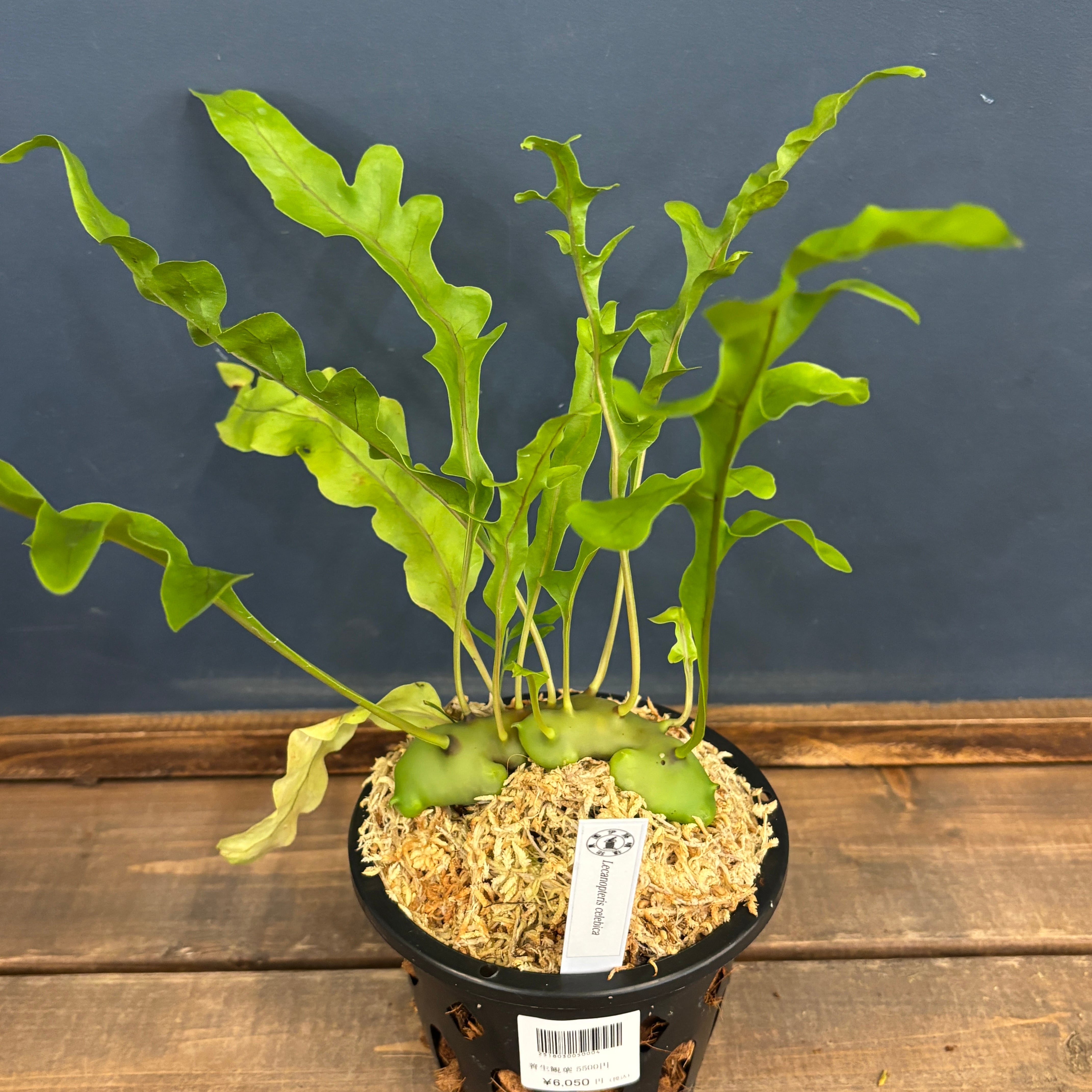 PROTOLEAF プロトリーフ