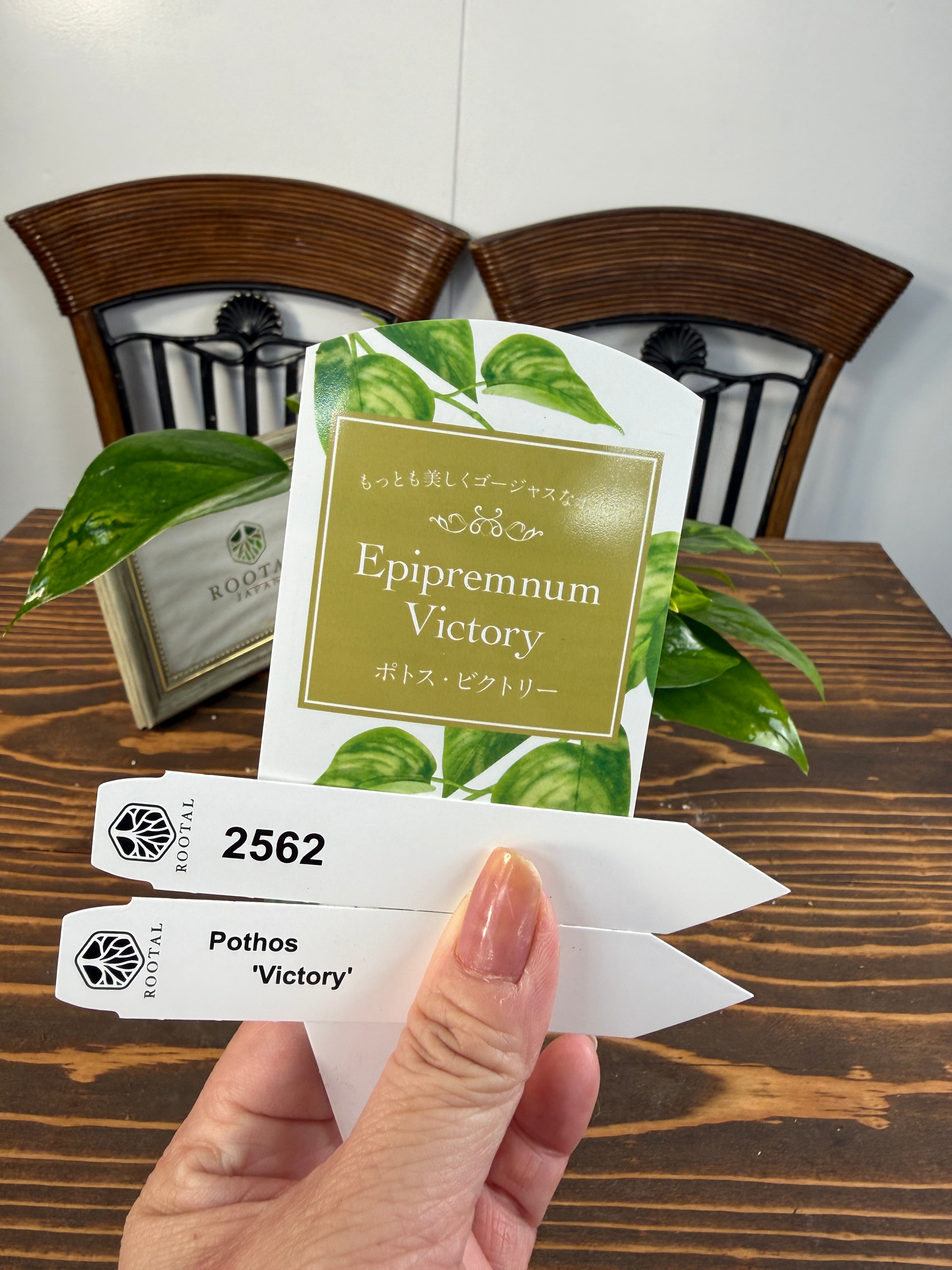 ★2562【独占販売!迷彩ポトス】ポトス ビクトリー(3号ポット)