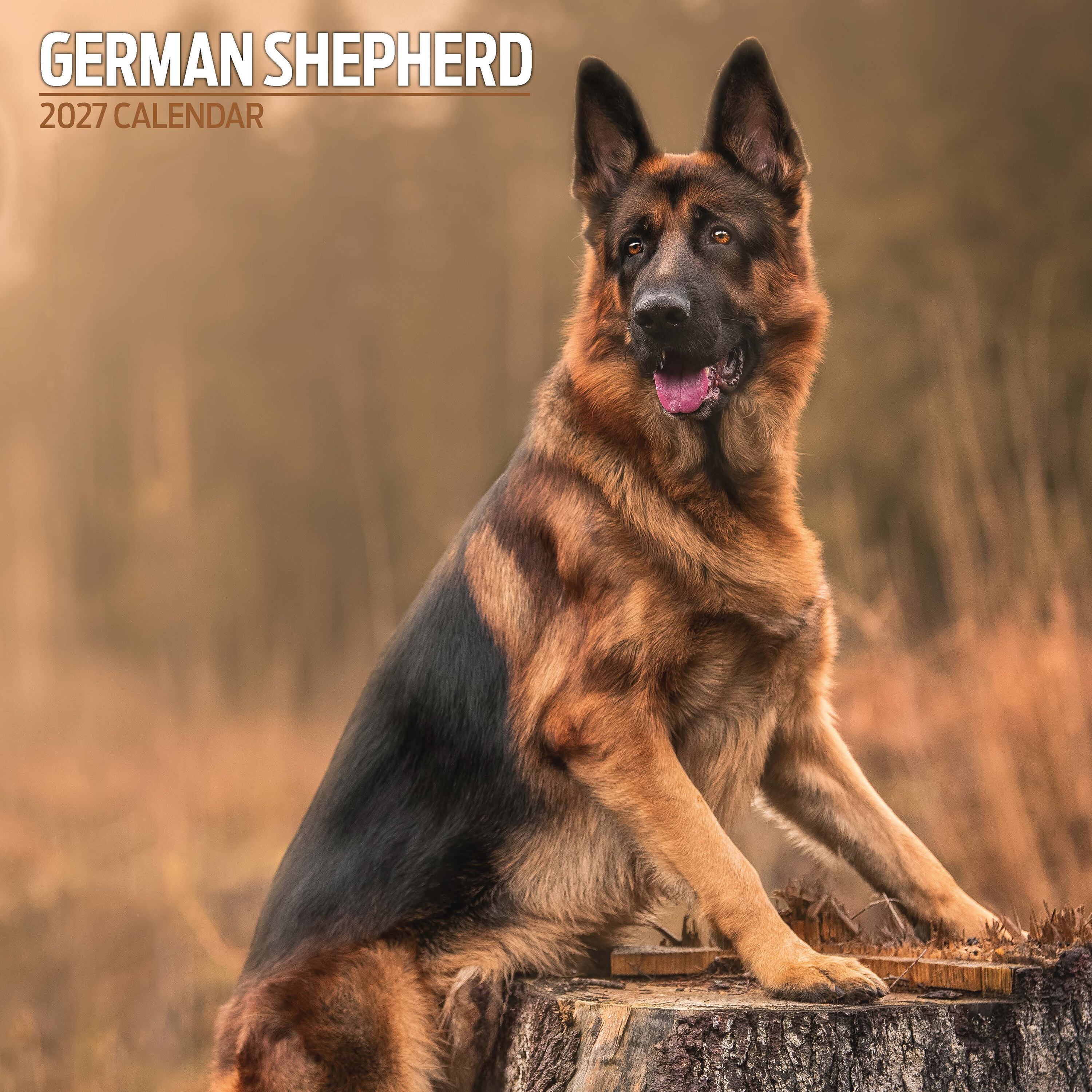 【2027年版】英国製犬種カレンダー【ジャーマン・シェパード】Traditional 2027年版