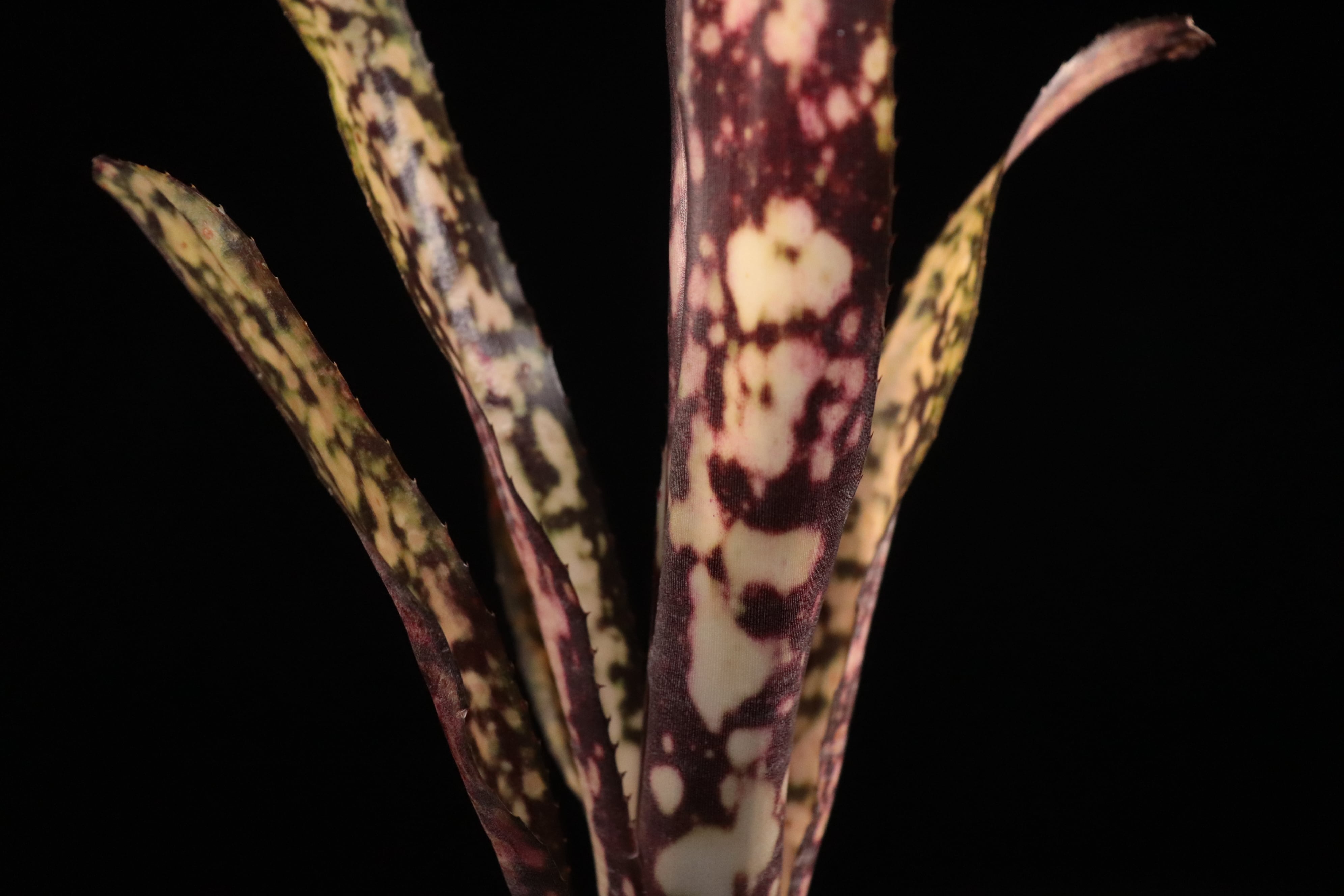 送料無料】Billbergia 'Kolan Express'〔ビルベルギア〕現品発送B0234