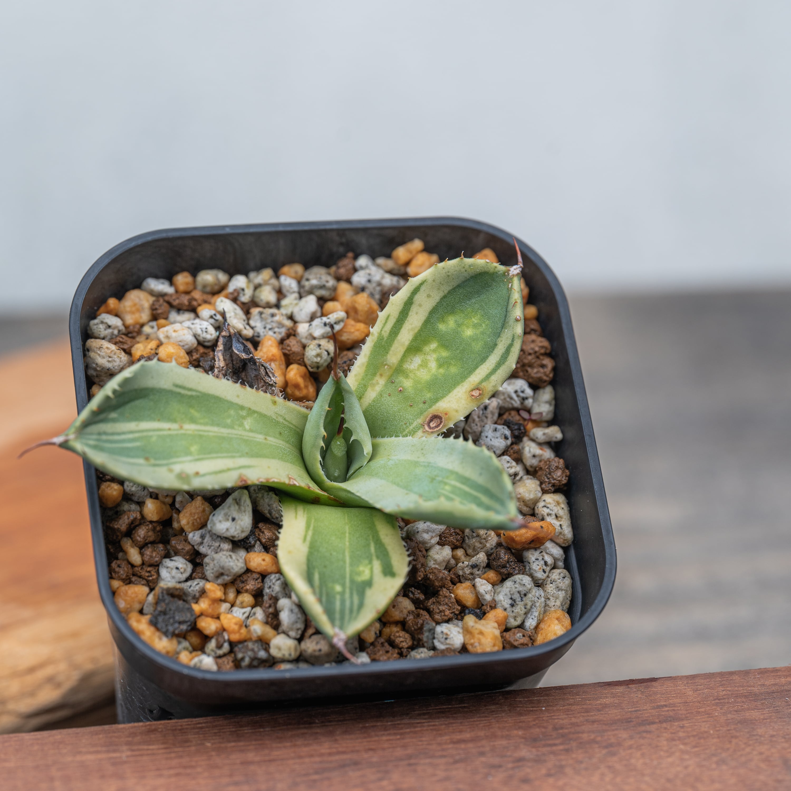 斑入り-variegata- | Agave Rocon 斑入り-variegata- | Agave Rocon