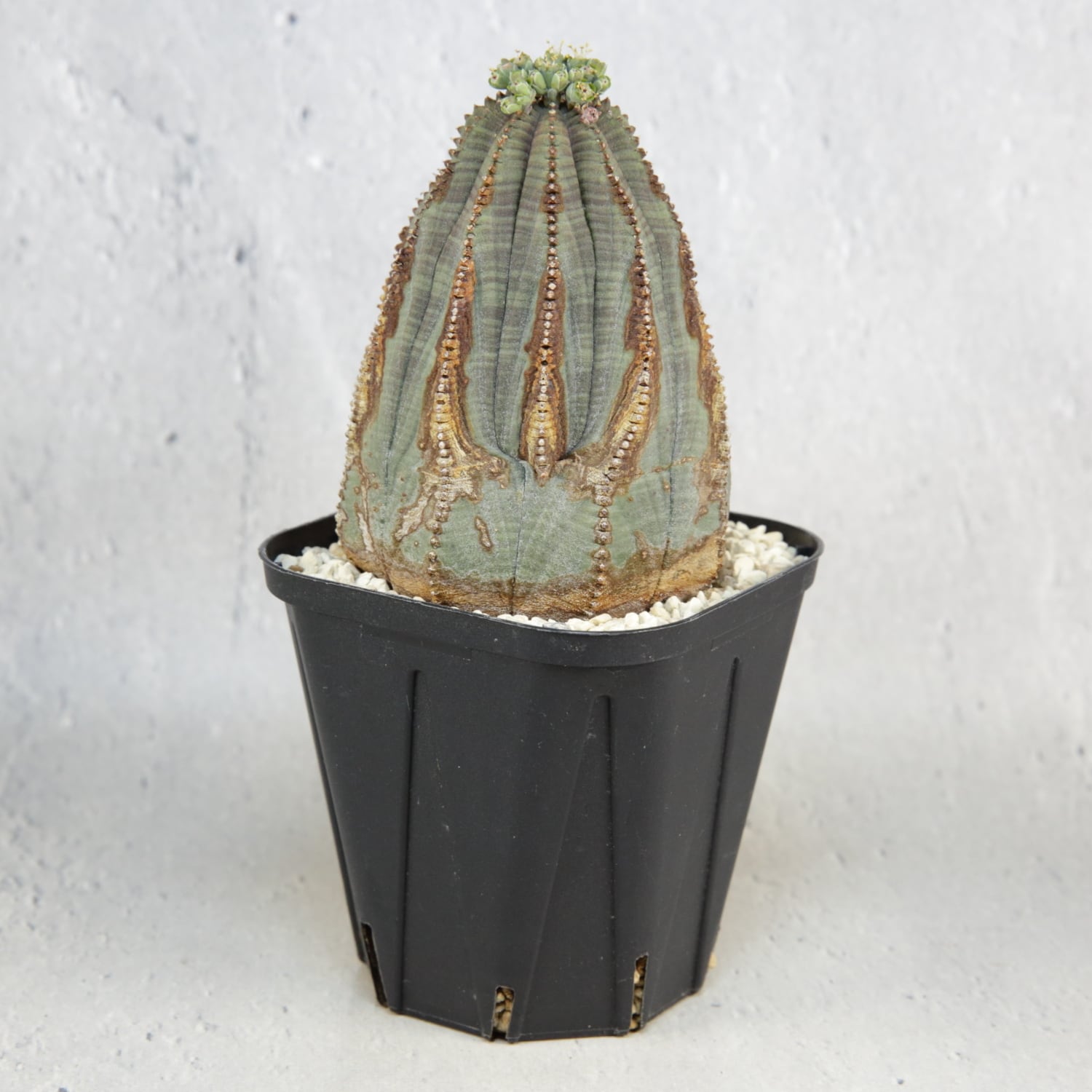 多頭オベサ 美模様 ユーフォルビア（検索）オールド 木質 多頭 ラギット 径約5.8cmオベサ 美模様 ユーフォルビア（検索）ビンテージ オールド