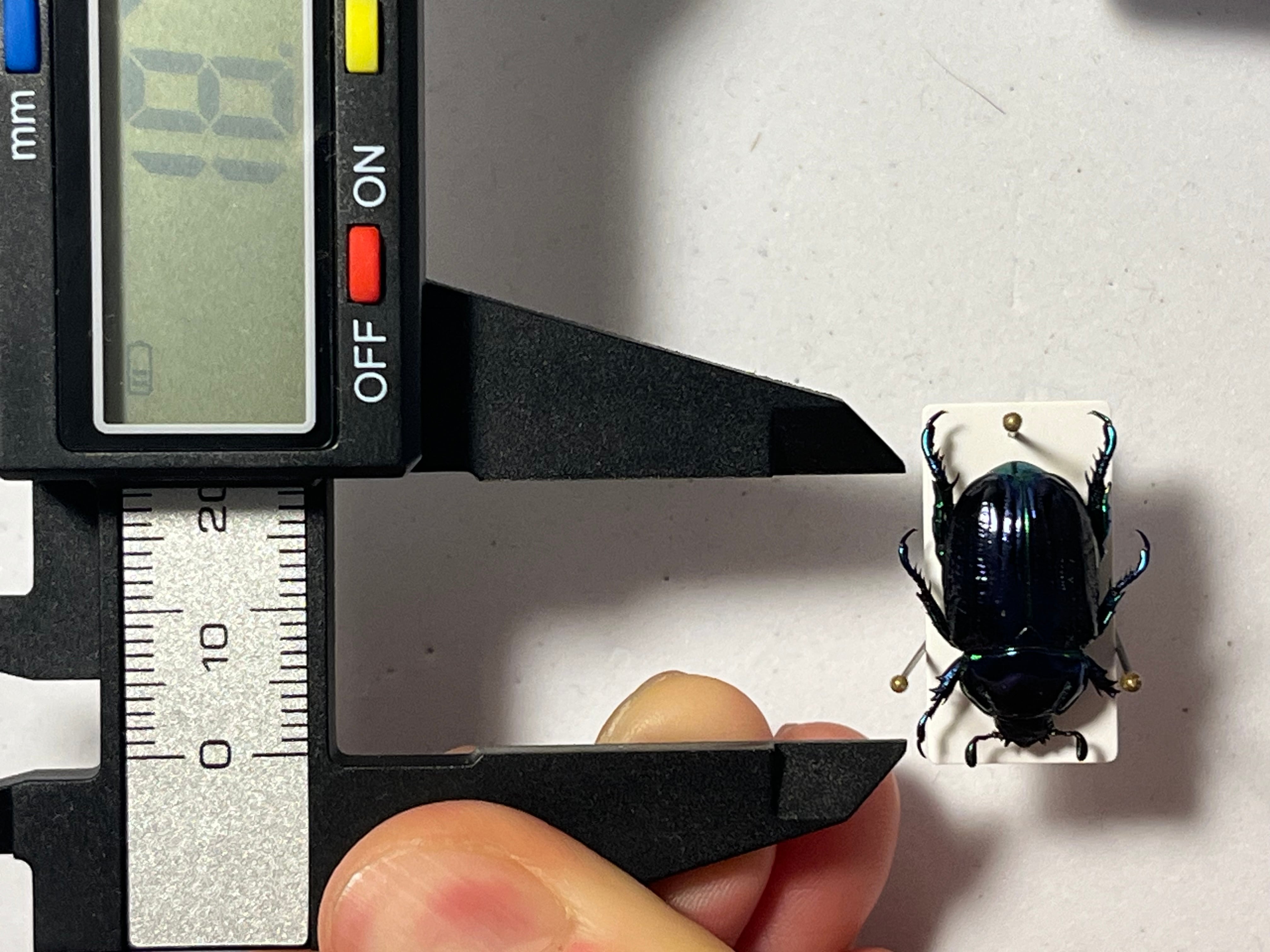 18mm】Pelidnota sumptuosa プラチナコガネ コガネムシ ハムシ