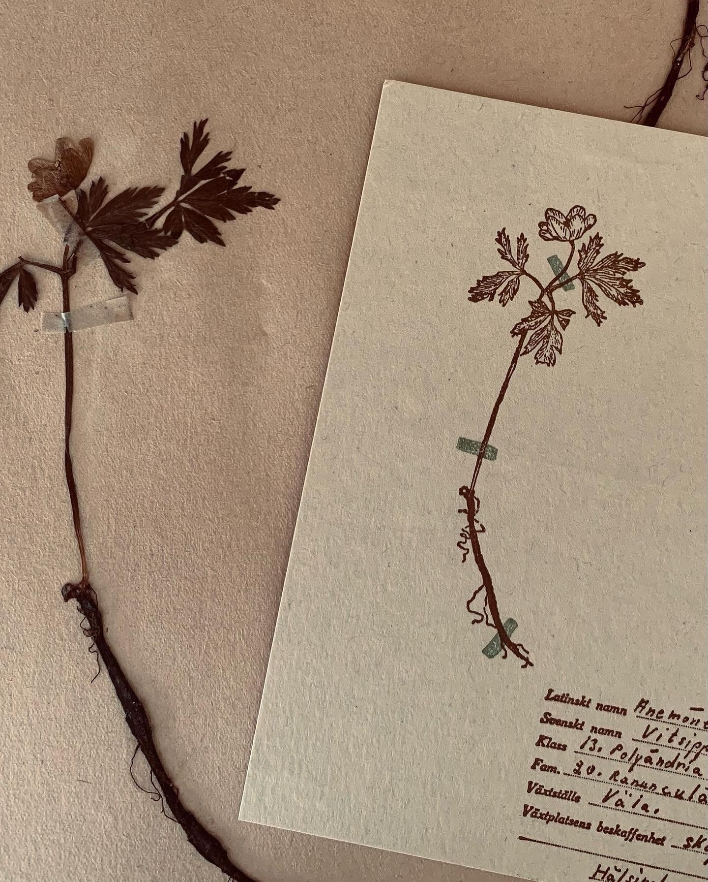 押し花のポストカード】 押し花 アネモネ / 95×148mm/ 活版印刷