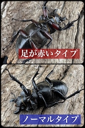 【WD】《パリーミヤマクワガタ 29mm ♂黒化型♀赤脚 ペア》