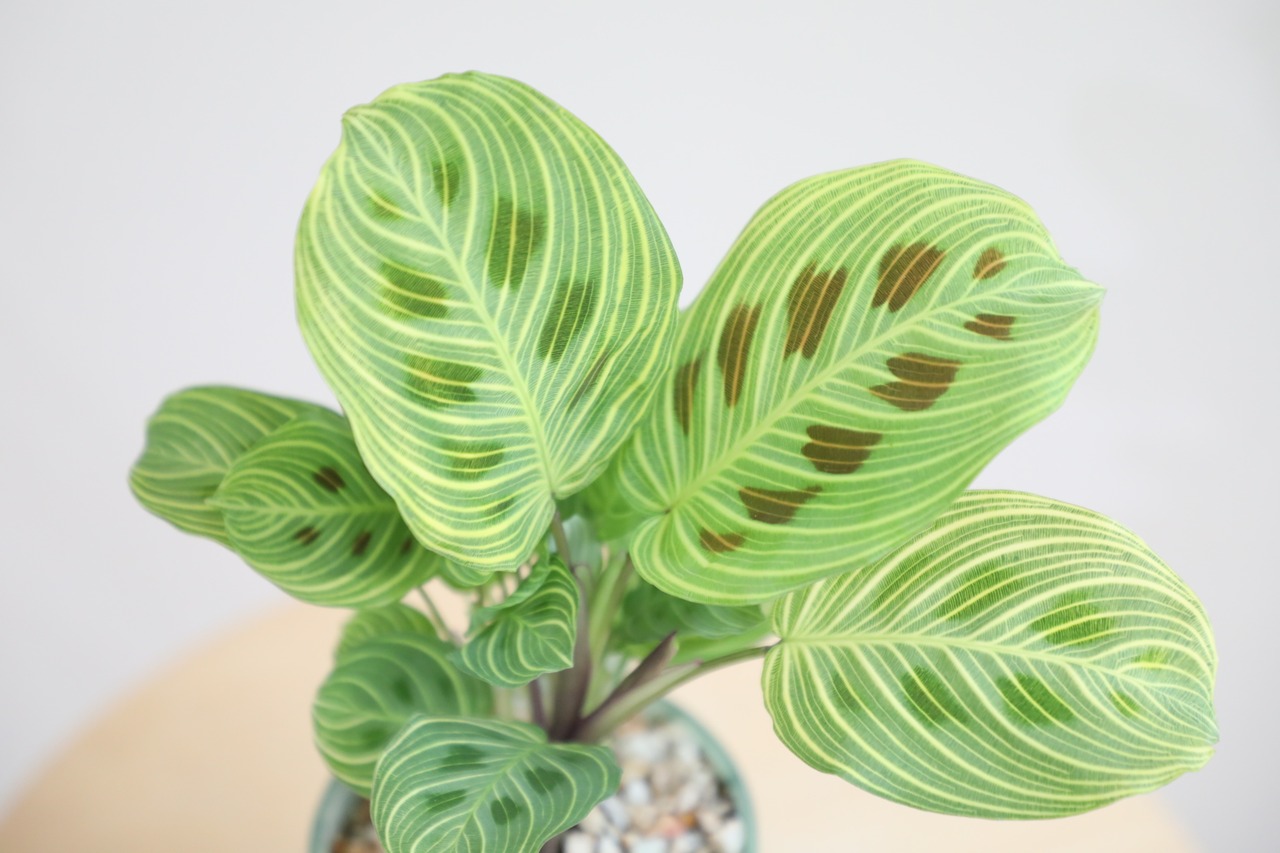 【M】マランタ ライトベインズ/Calathea