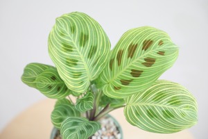 【M】マランタ ライトベインズ/Calathea