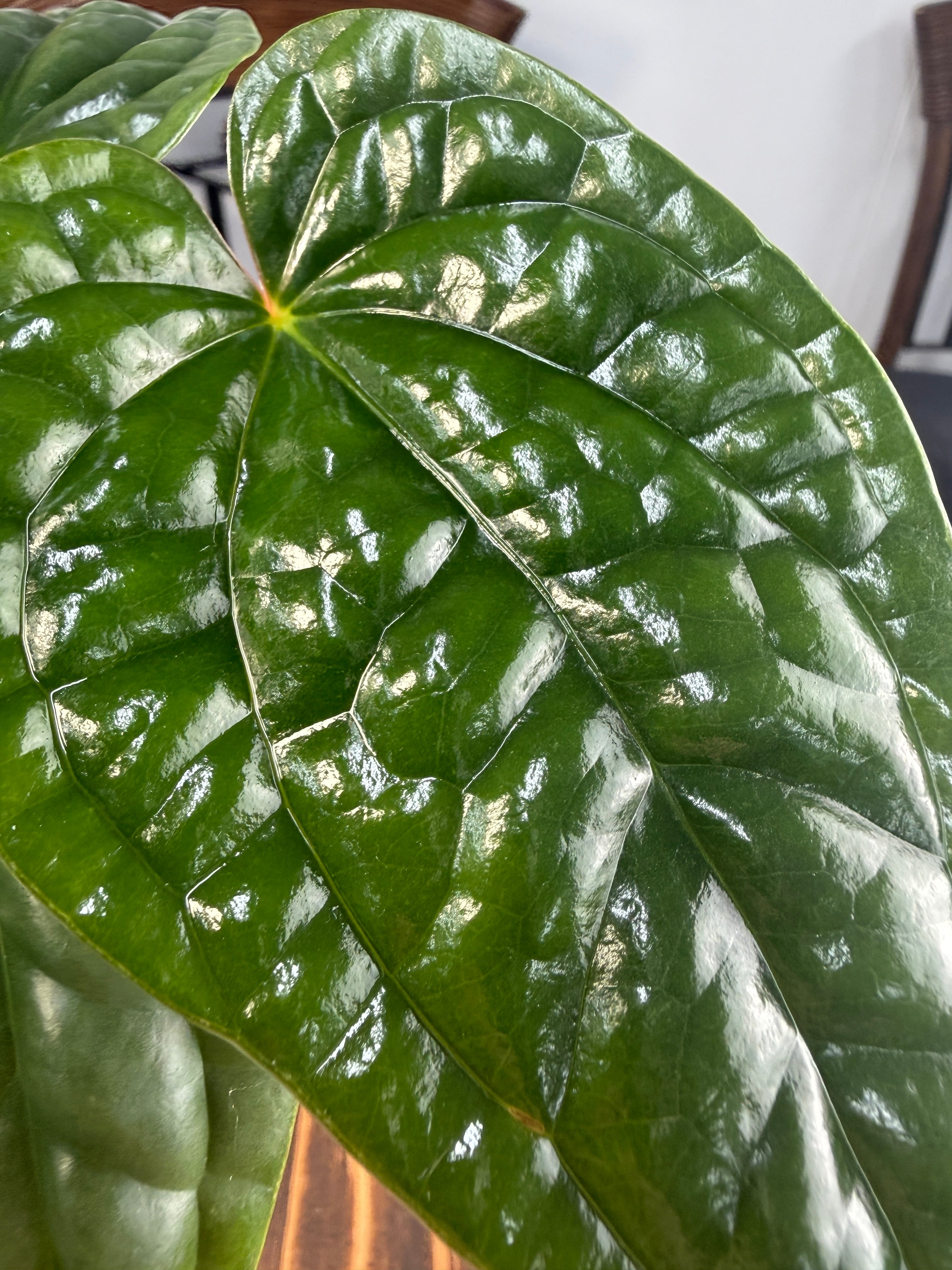 ☆1969【育つほど、格が出る】アンスリウム ルクスリアンス（8cmポット