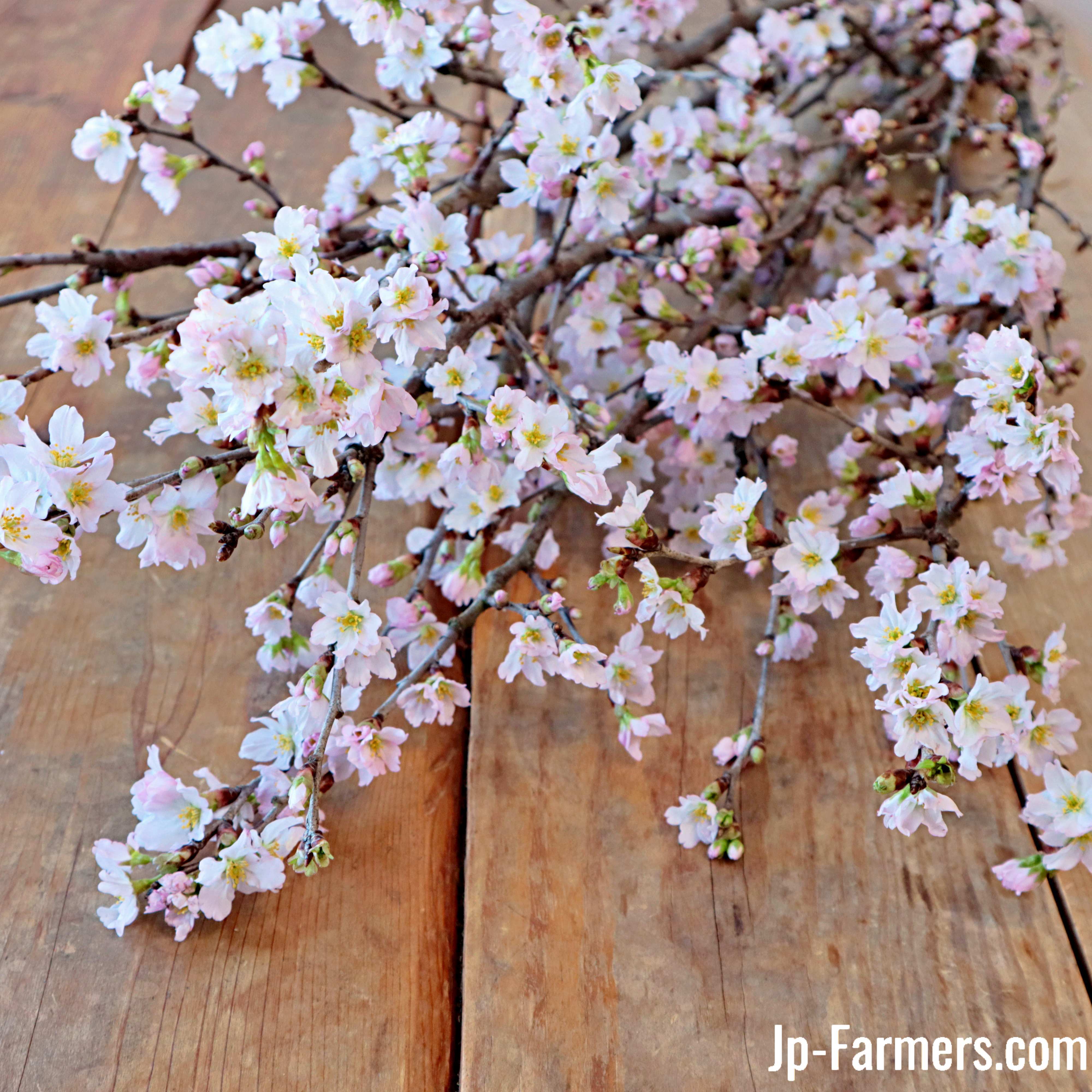 花付き抜群！お部屋を桜色に 啓翁桜 10本 桜の花職人JAさがえ西村山
