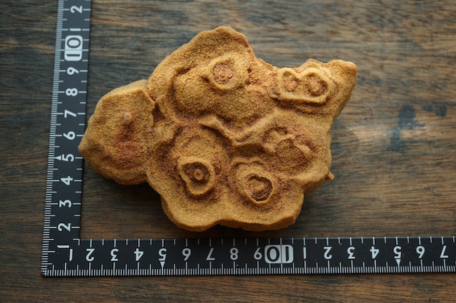 モロッコ産ストロマトライト Stromatolite 2304