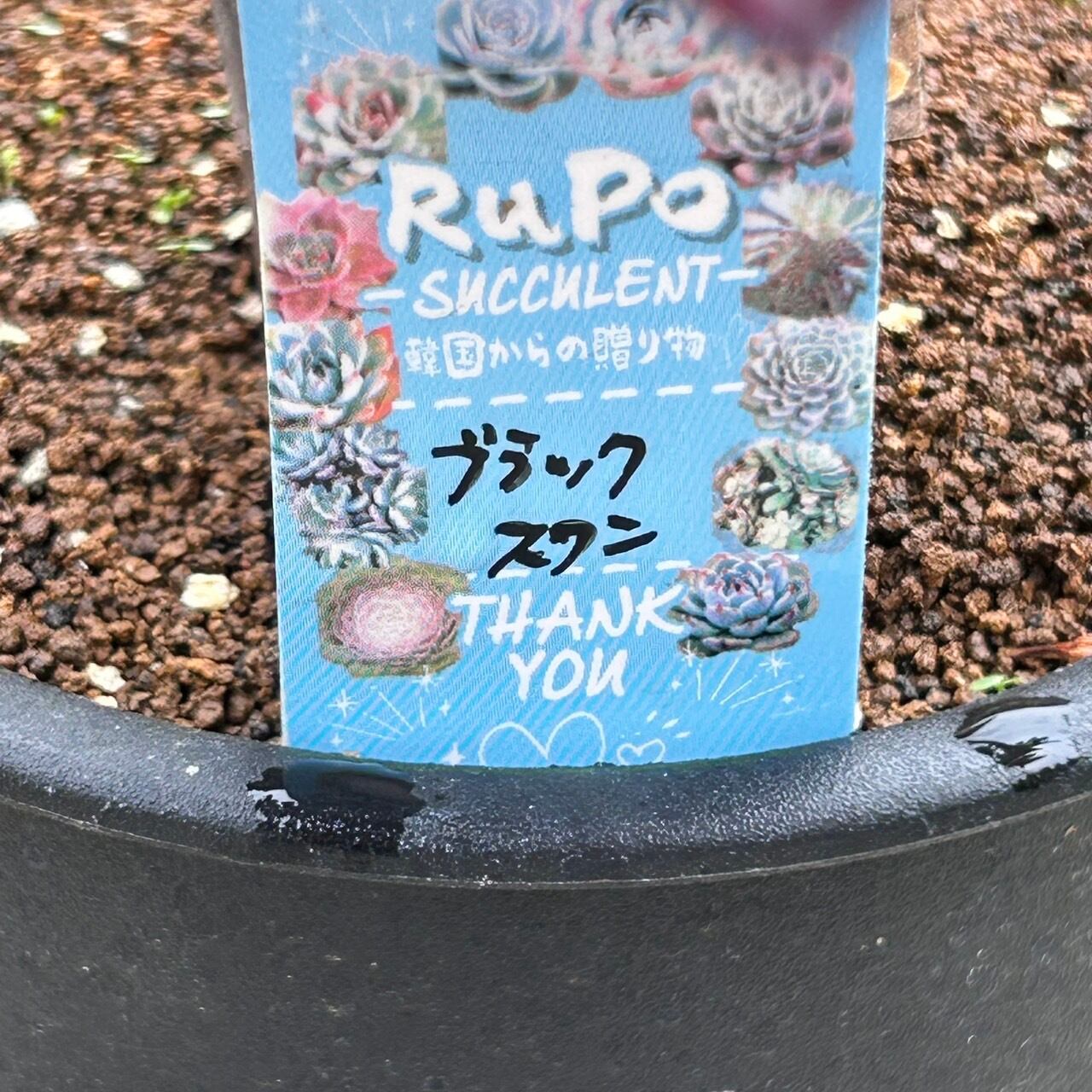 ブラックスワン(アエオニウム) | RuPo 多肉植物専門店