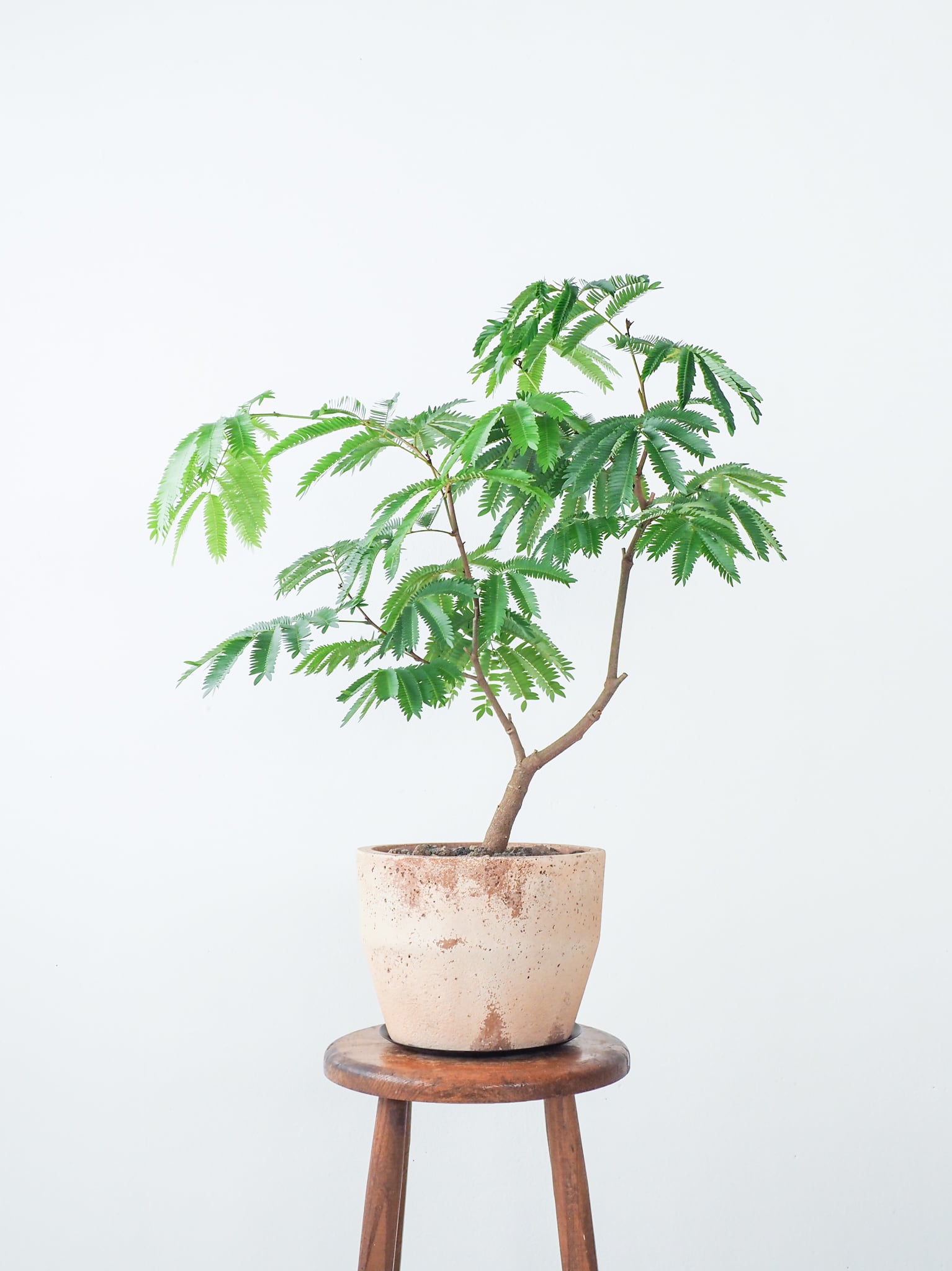 多肉植物 大型大輪花サボテン リバーバンク 多肉植物 大型大輪花