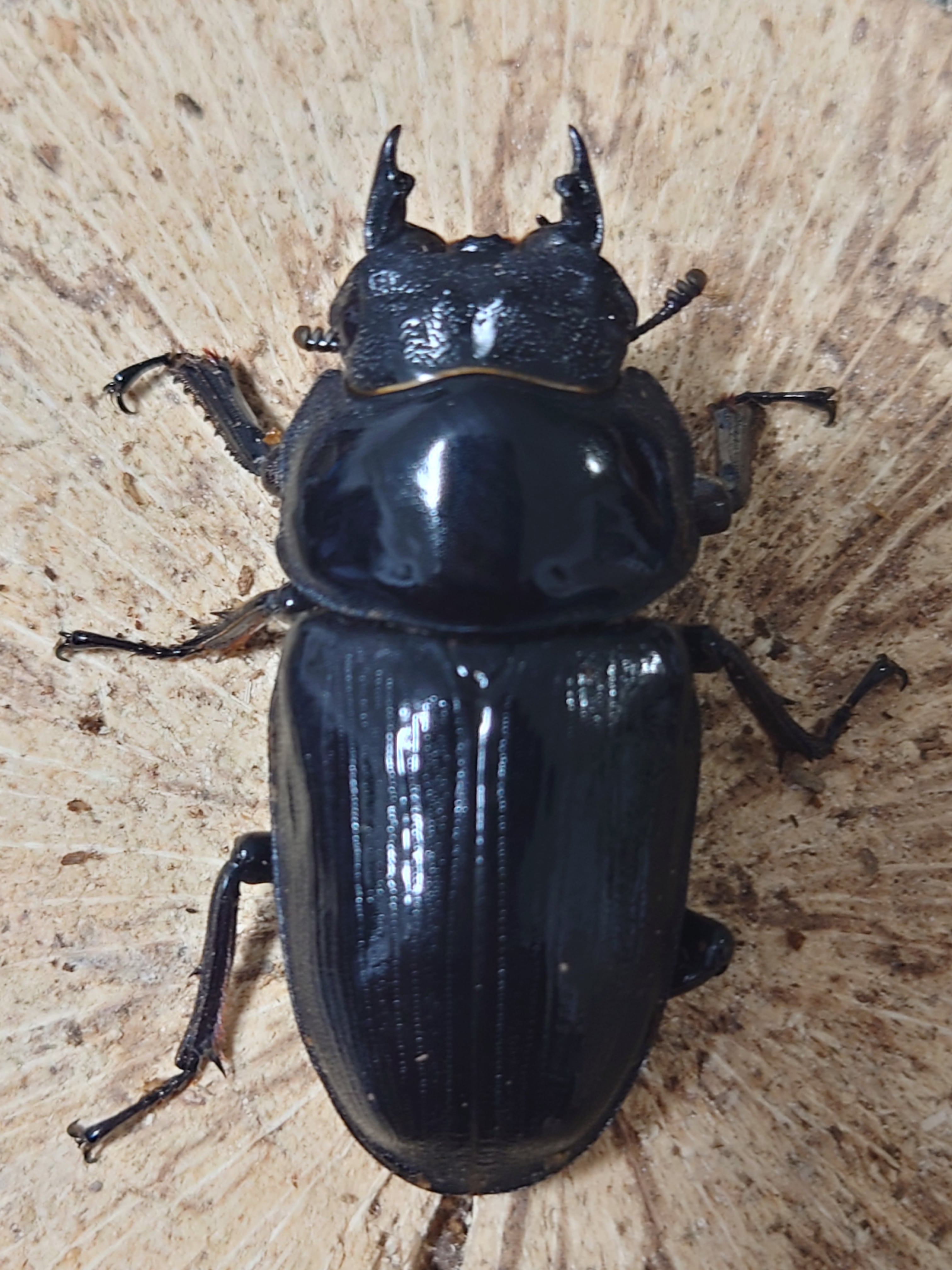 オオクワガタ販売 くりこま