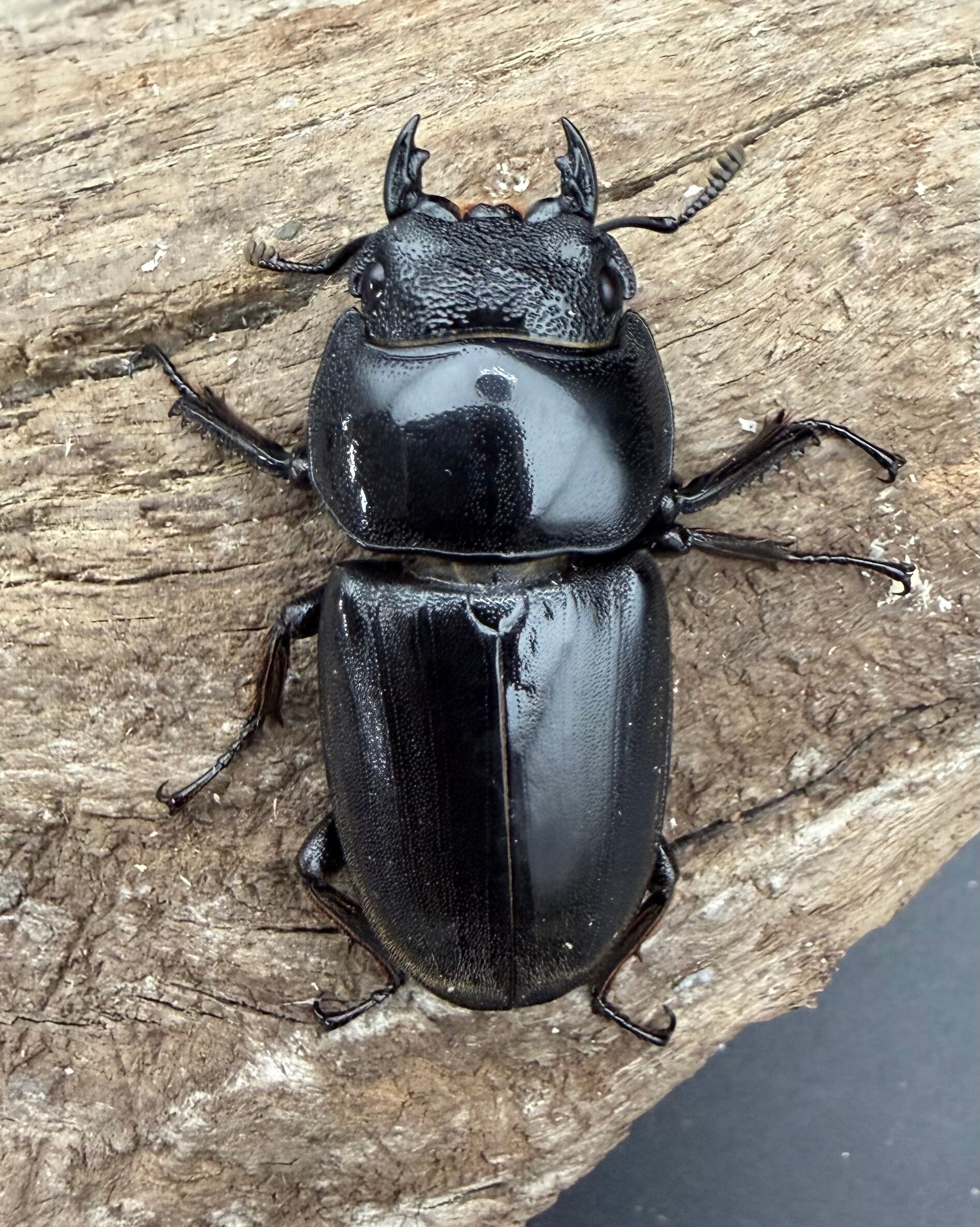 WD】《スマトラオオヒラタ アチェ産 85mm ペア》 | KPW公式オンライン