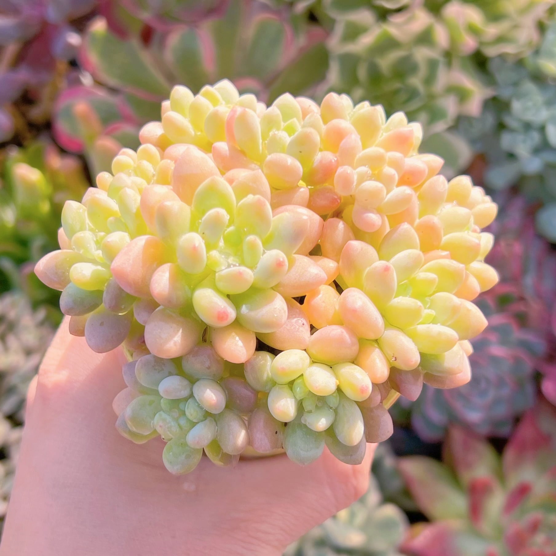 多肉植物　Echeveria Daphne x ロココ　新入荷　るる農園