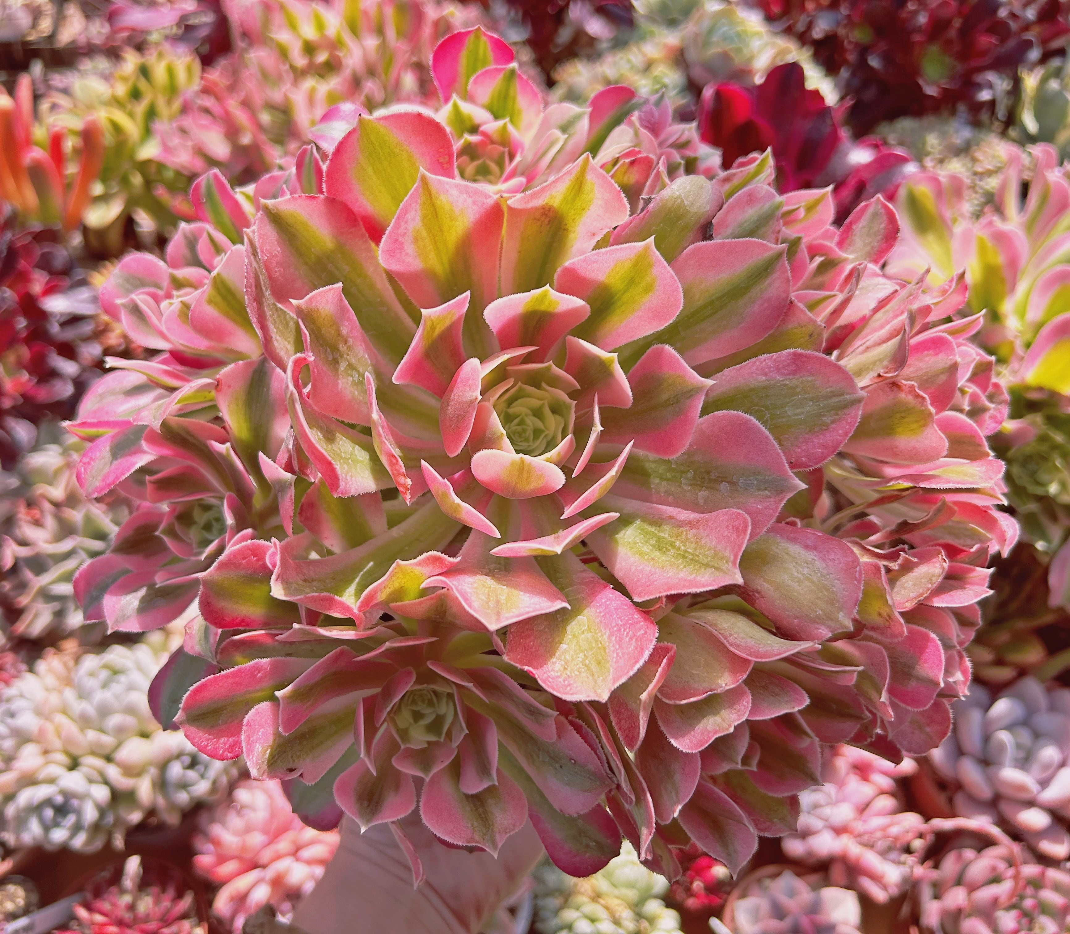 #869現物　超美苗　アフラダイティ(Aeonium 'Pink Witch')   特大　抜き苗