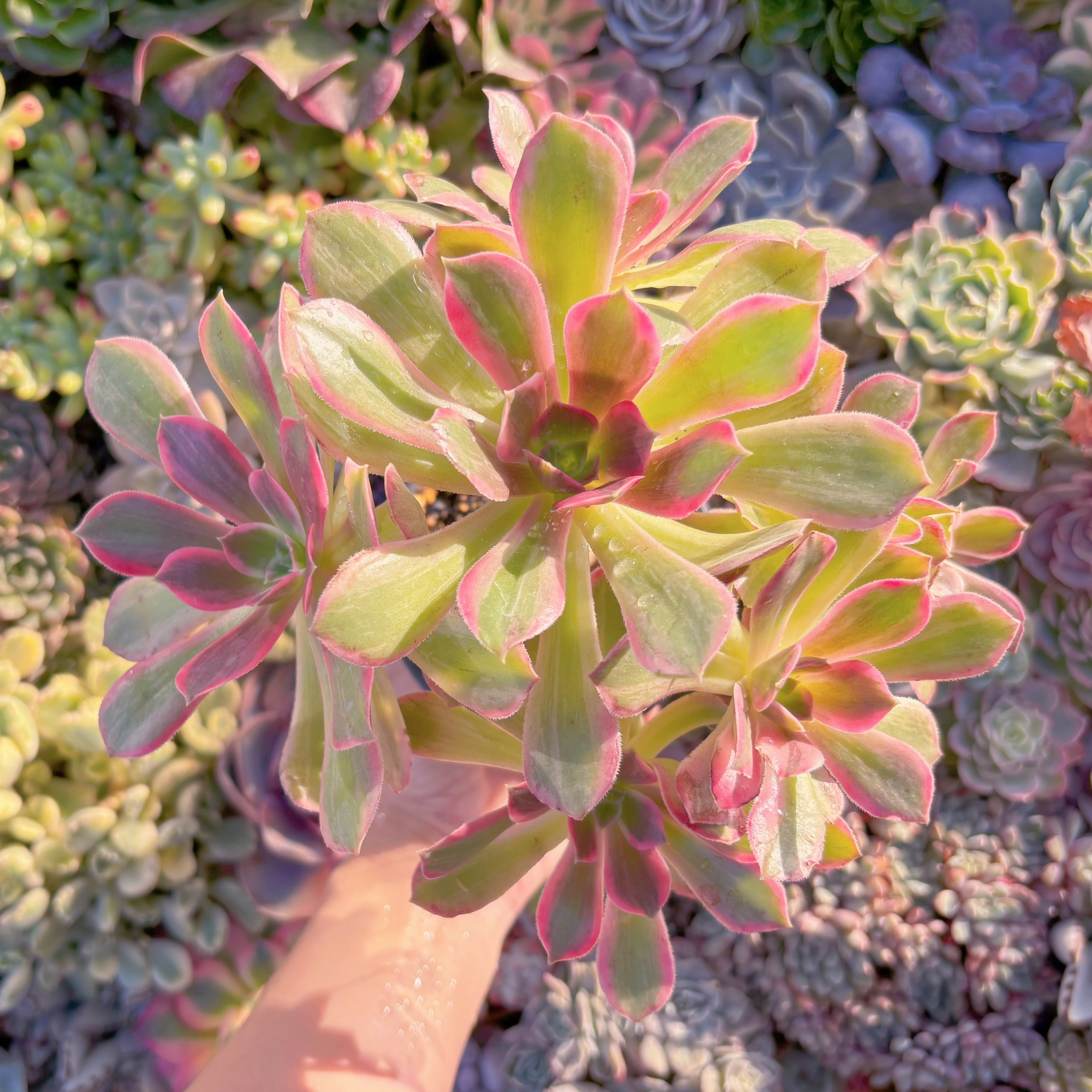 現品　新品種　浣沙錦#M296　群生　新入荷　るる農園