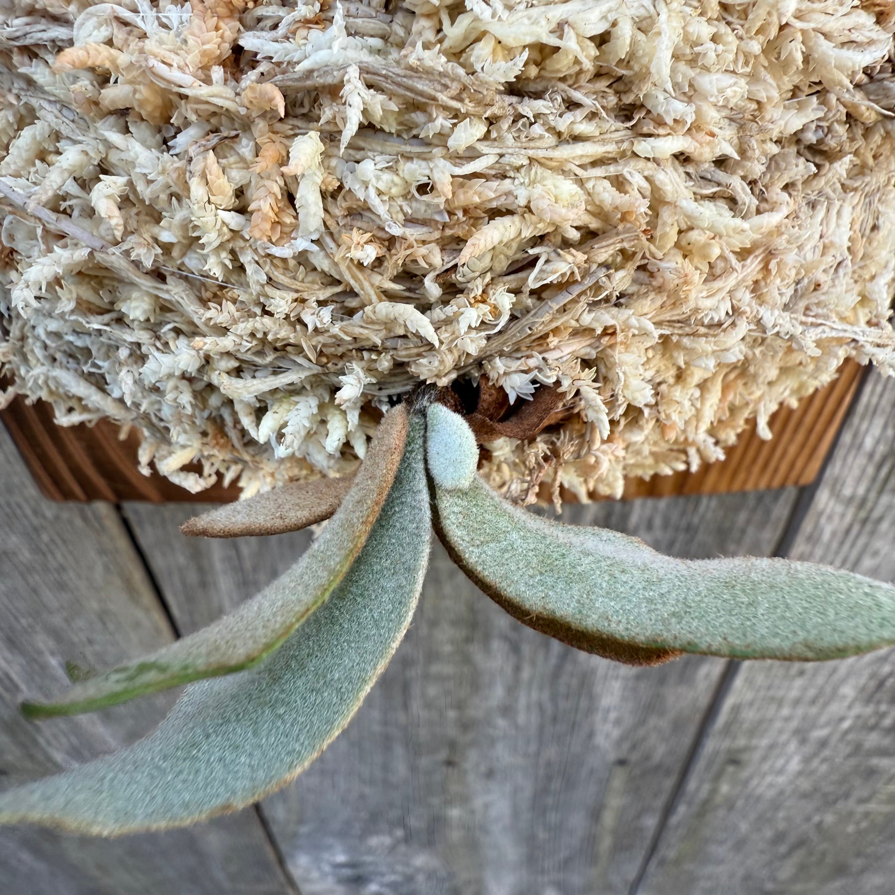 ビカクシダ　P.willinckii “Monster Moon” Spore 新作ドワーフ】P.Willinckii 'Monster moon' 12th oasis sporeling