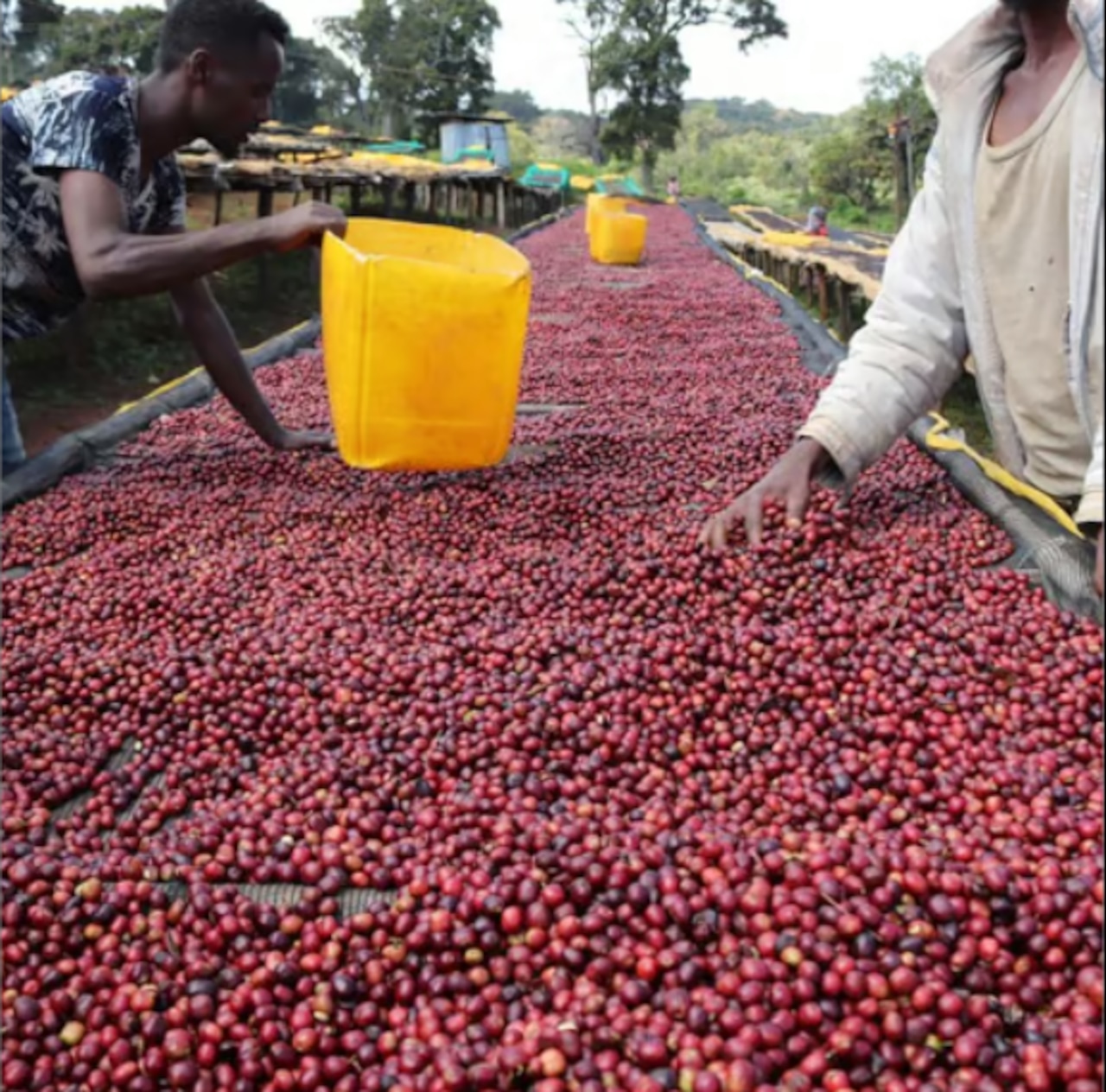 【New】 エチオピア 240g グジ ナチュラル ディーマ