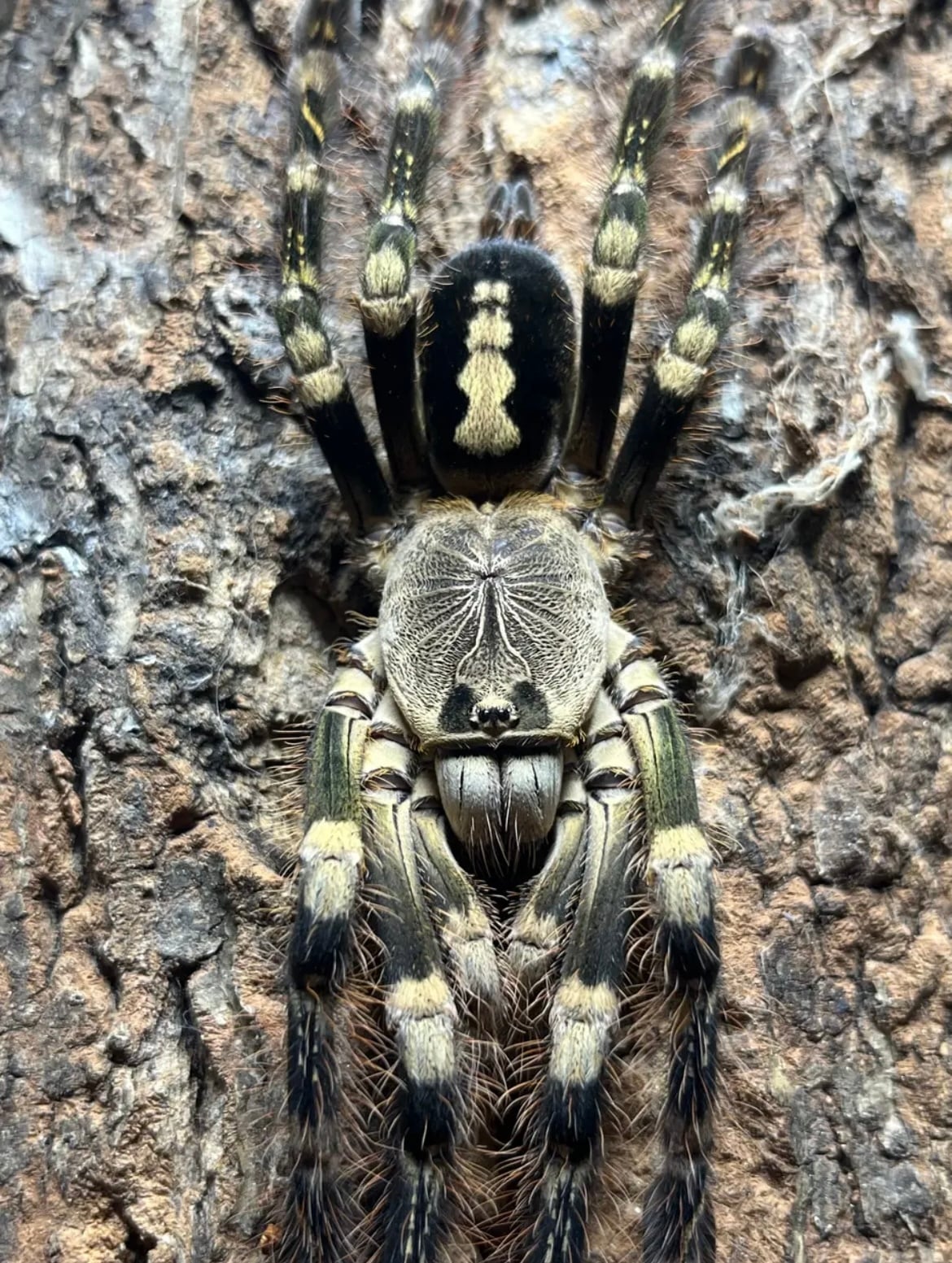 Poecilotheria | オモニキチュウ