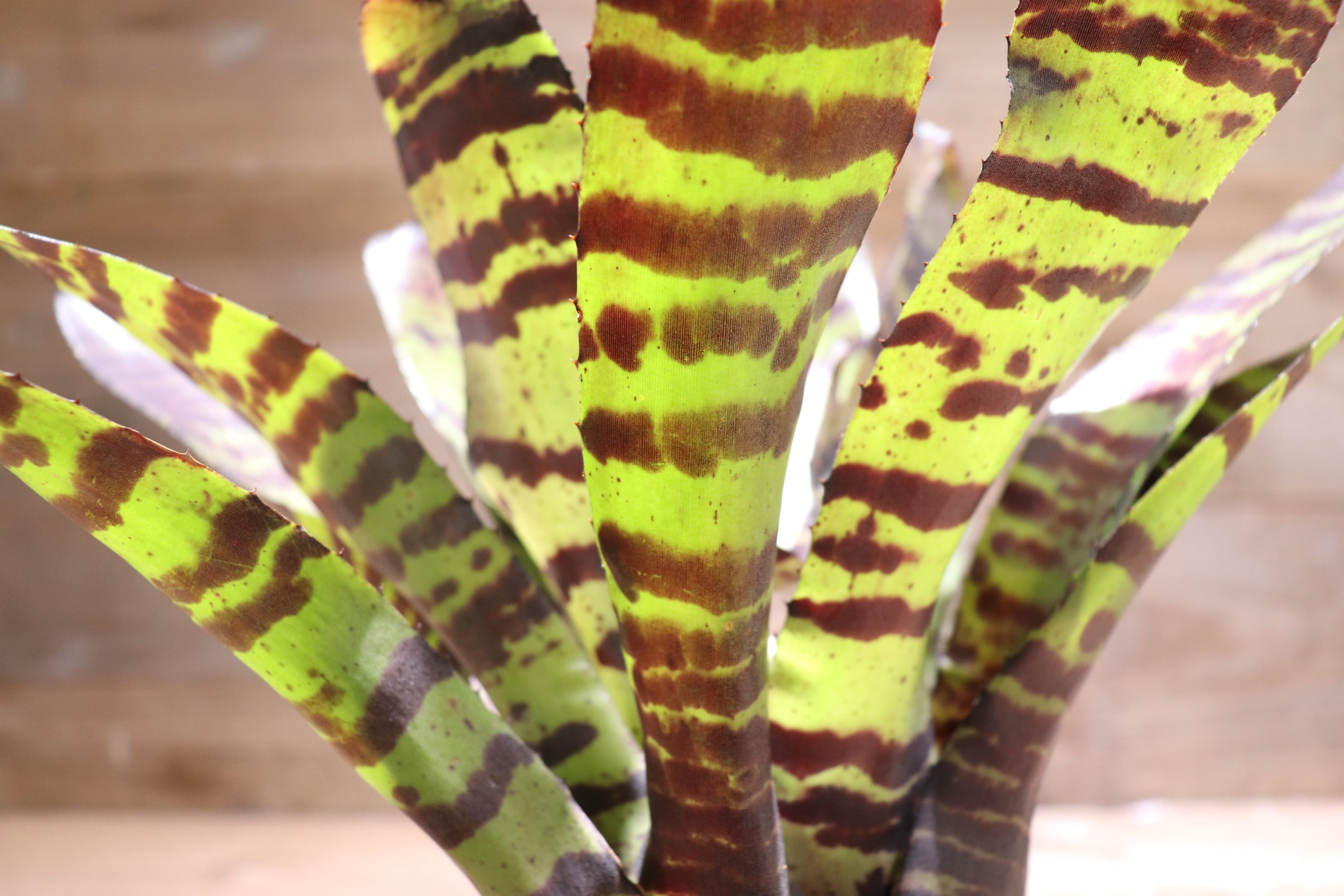 送料無料】Neoregelia 'Cat's Meow'〔ネオレゲリア〕現品発送N0220