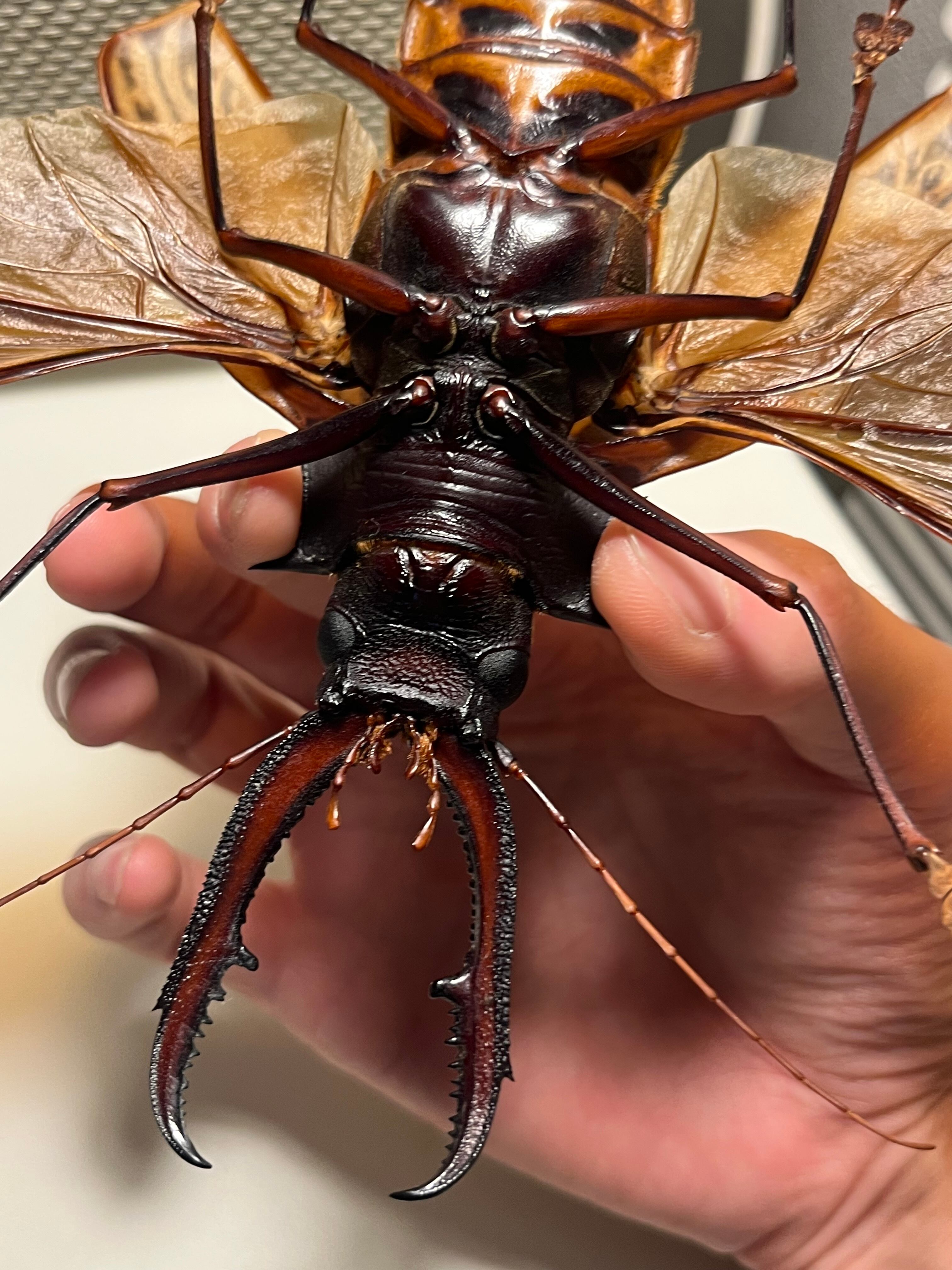 開翅155mm】オオキバウスバカミキリ 標本 Macrodontia cervicornis