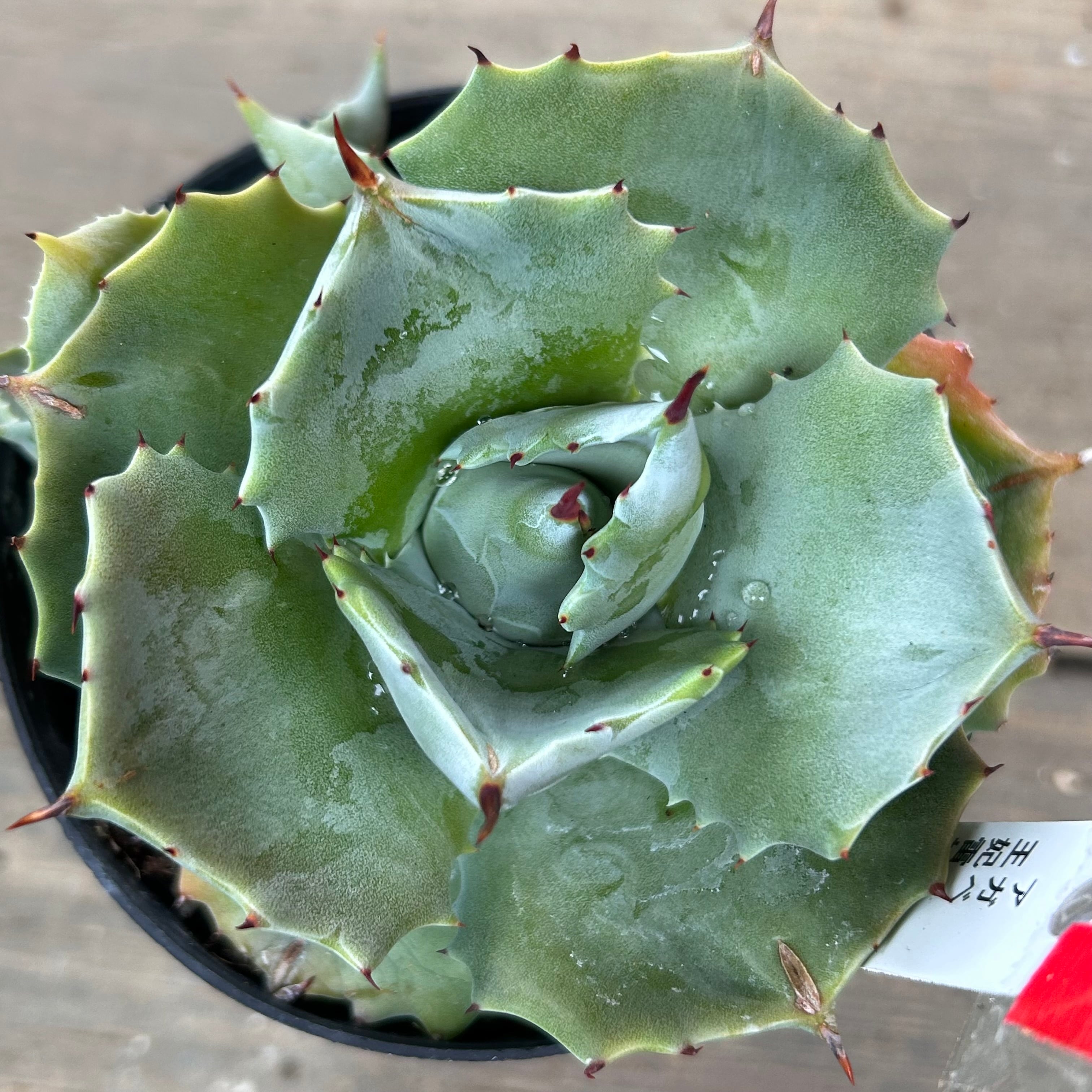 初めてのアガベにおすすめの品種8種ご紹介【初心者向け】｜ELBAZ FARM